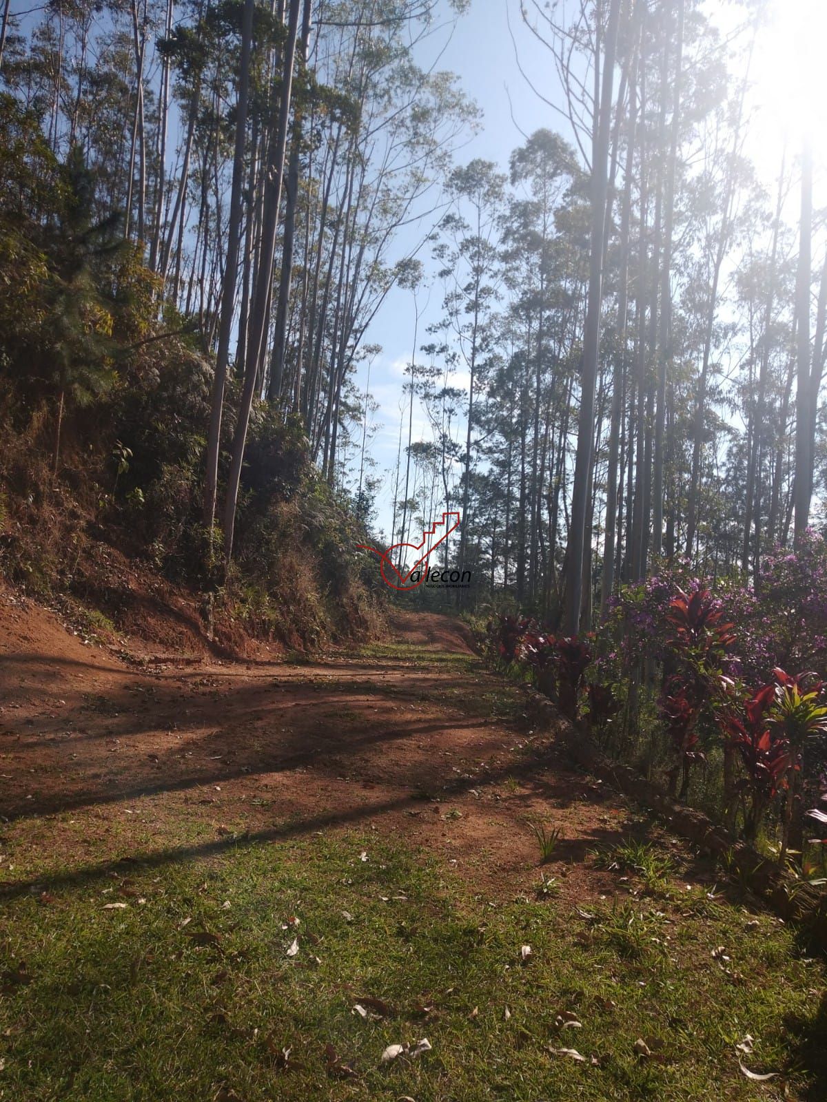 Fazenda à venda com 6 quartos, 310m² - Foto 7