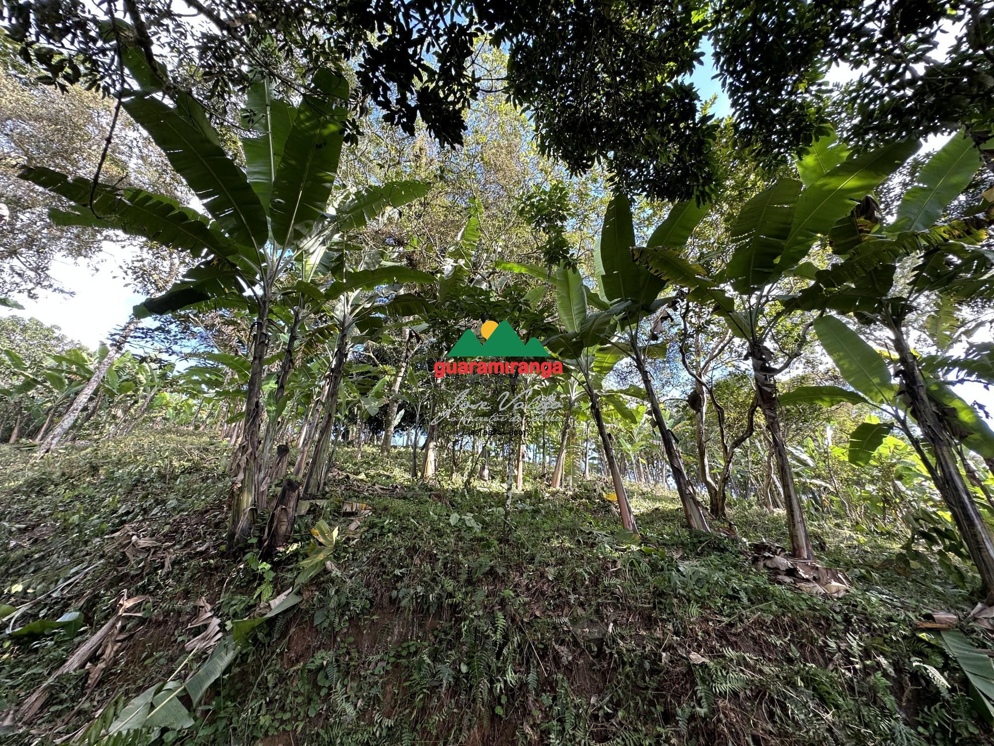 Sítio, 1 quarto, 26 hectares - Foto 15