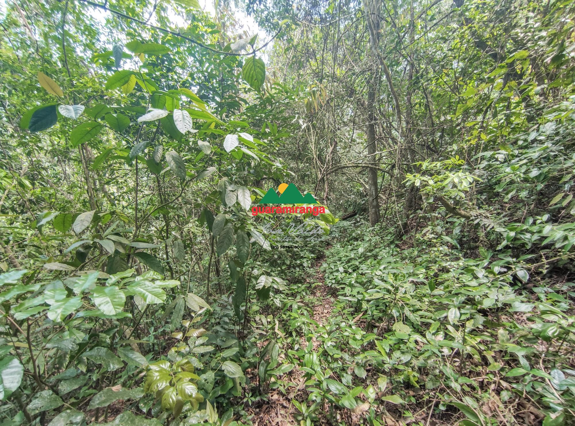 Terreno, 5 hectares - Foto 12