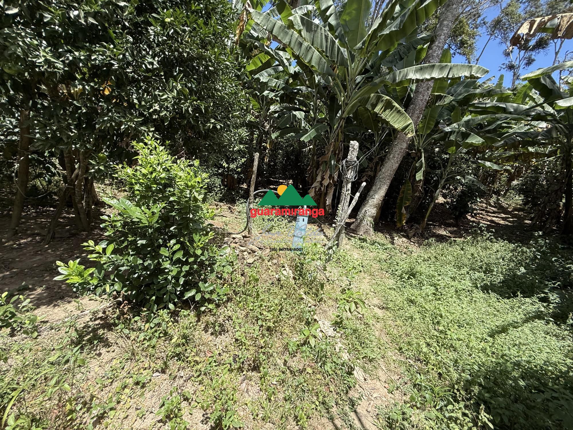 Sítio, 1 quarto, 6 hectares - Foto 12