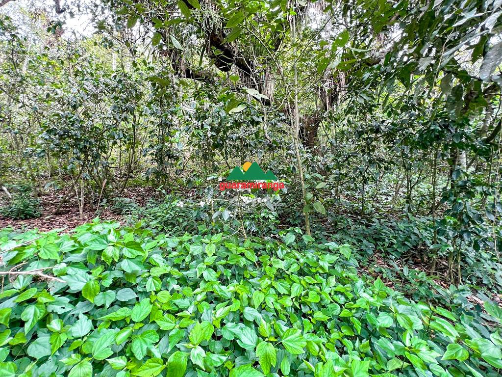 Sítio, 1 quarto, 39 hectares - Foto 10
