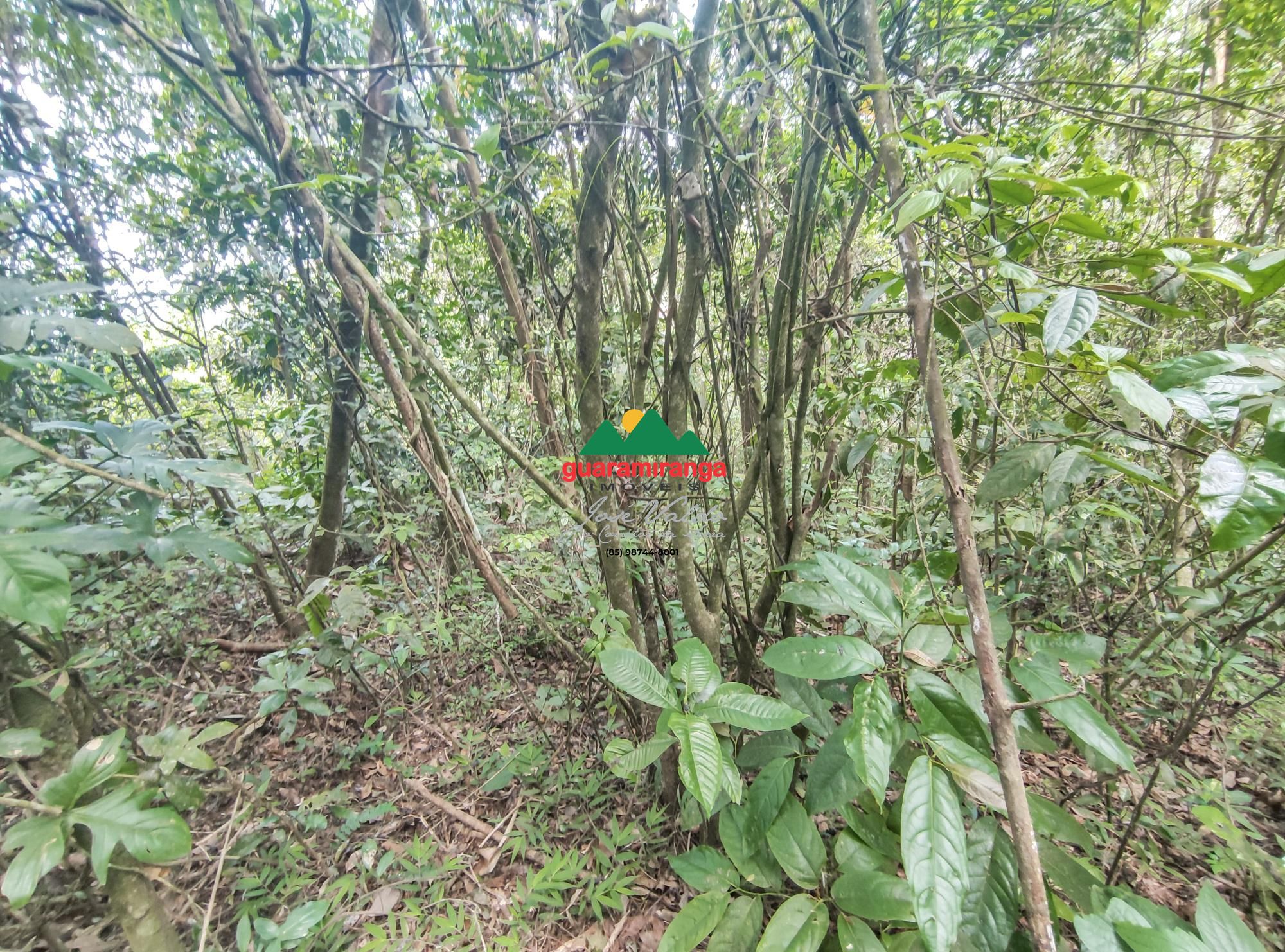 Terreno, 5 hectares - Foto 11