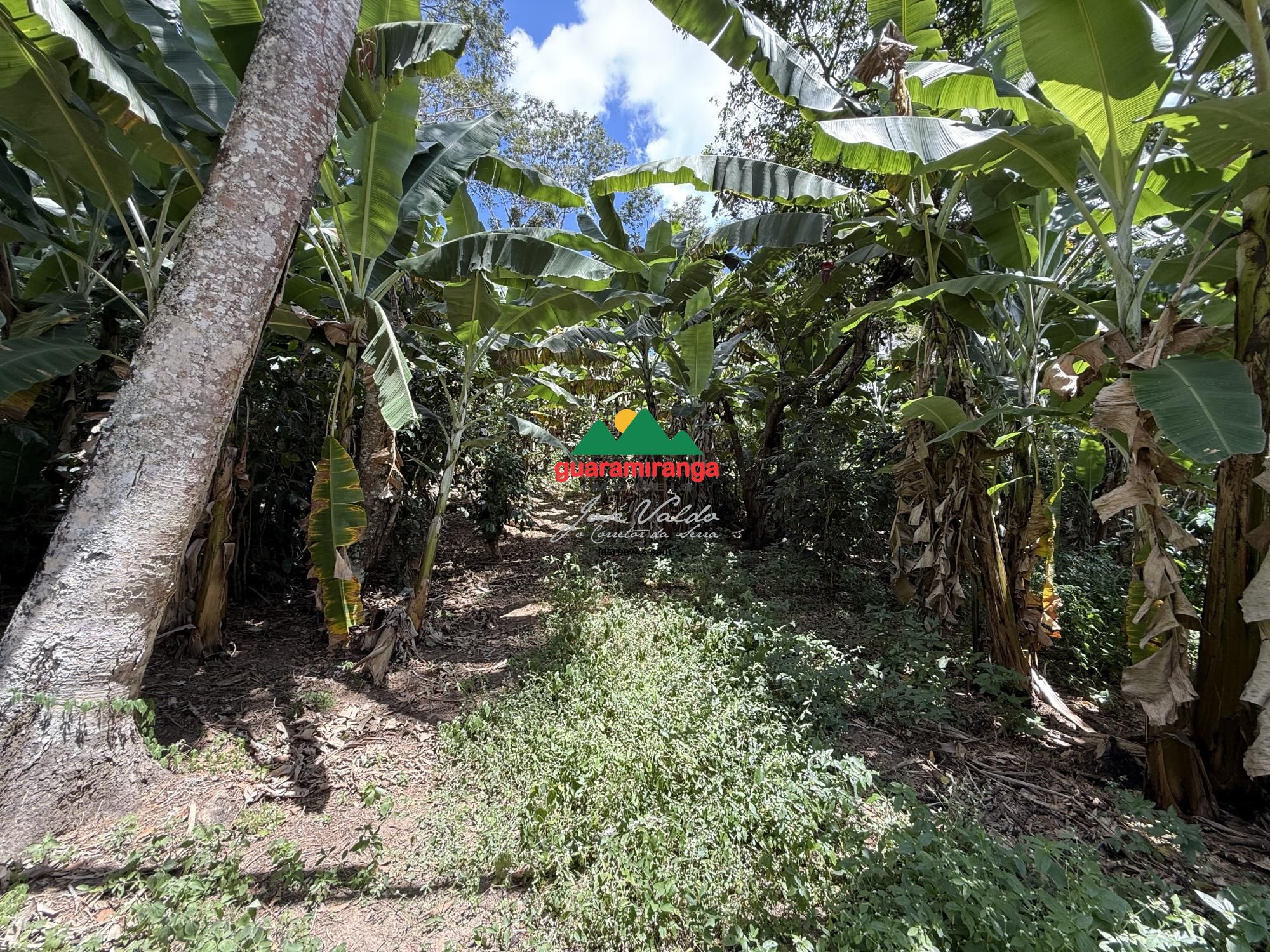 Sítio, 1 quarto, 6 hectares - Foto 11