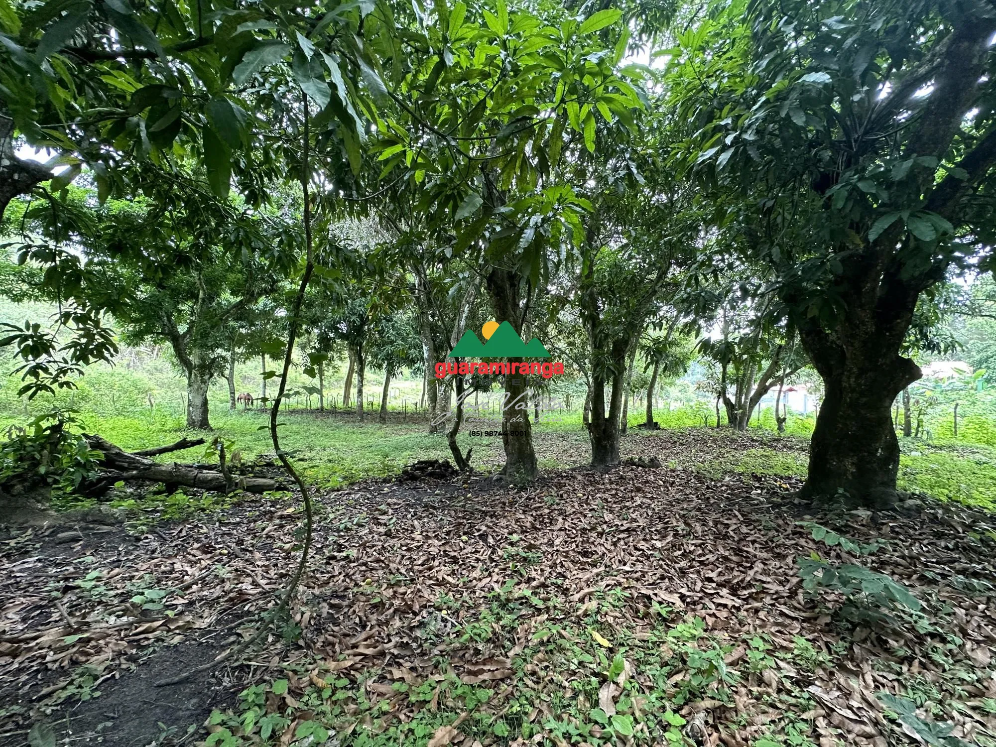 Terreno/Lote à venda  no Centro - Mulungu, CE. Imóveis