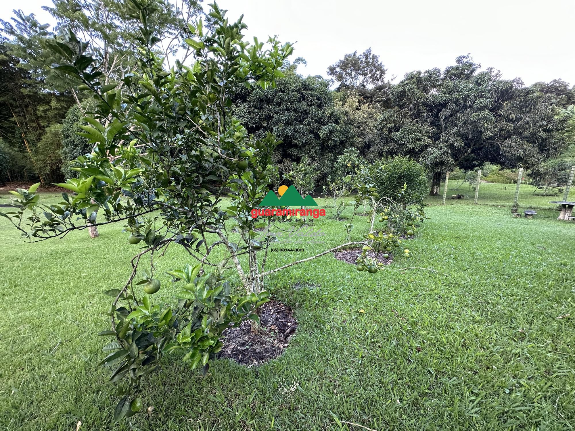 Sítio, 6 quartos, 3 hectares - Foto 98
