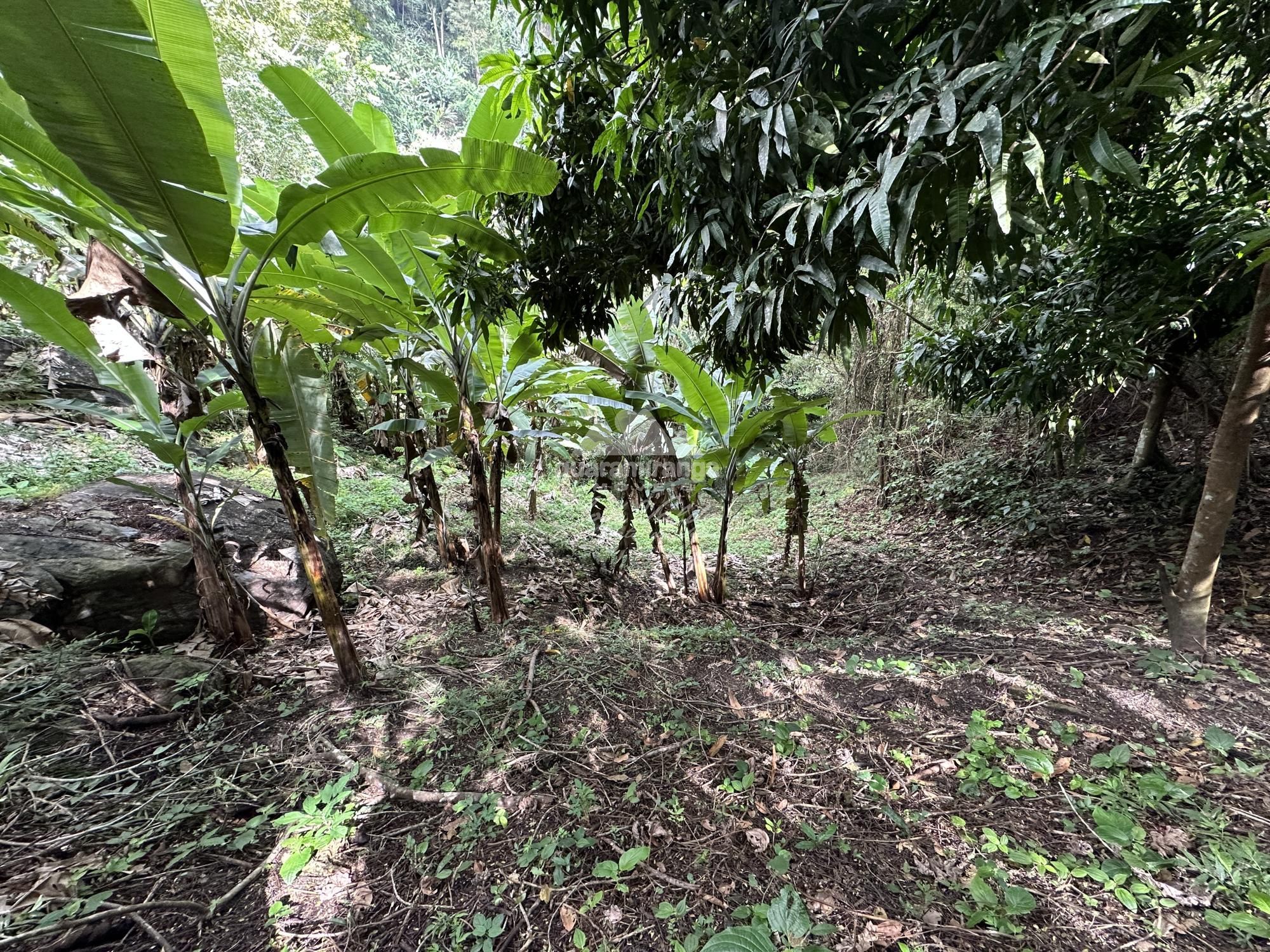 Sítio, 2 quartos, 20 hectares - Foto 25