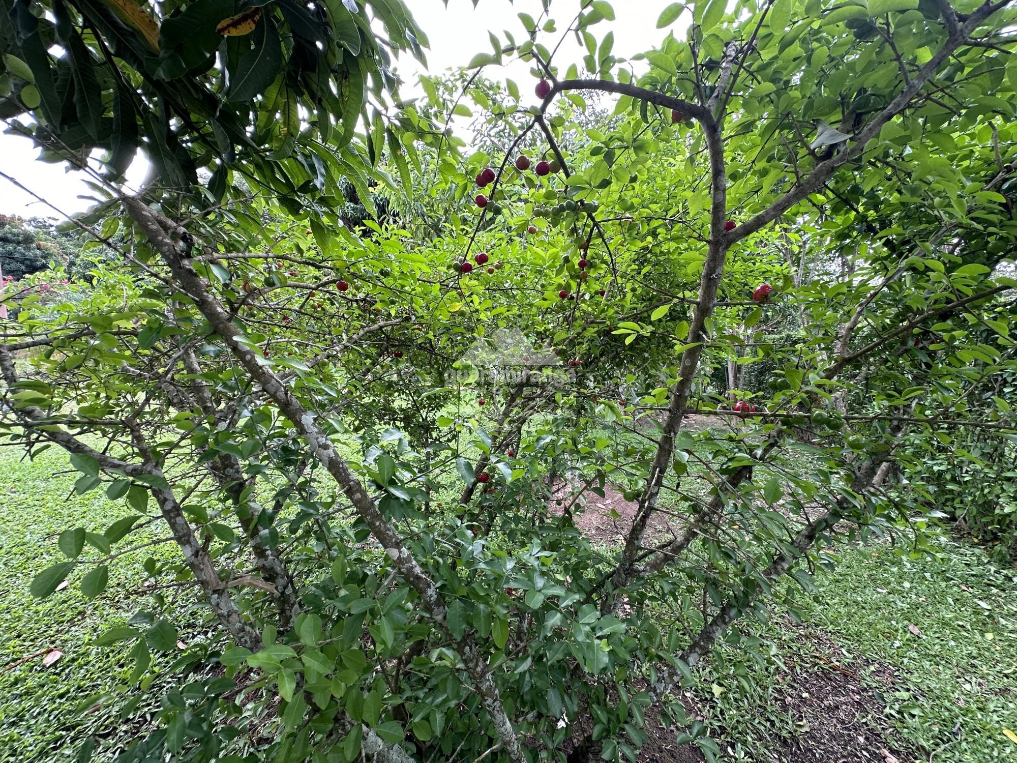 Chácara, 4 quartos, 2000 m² - Foto 13