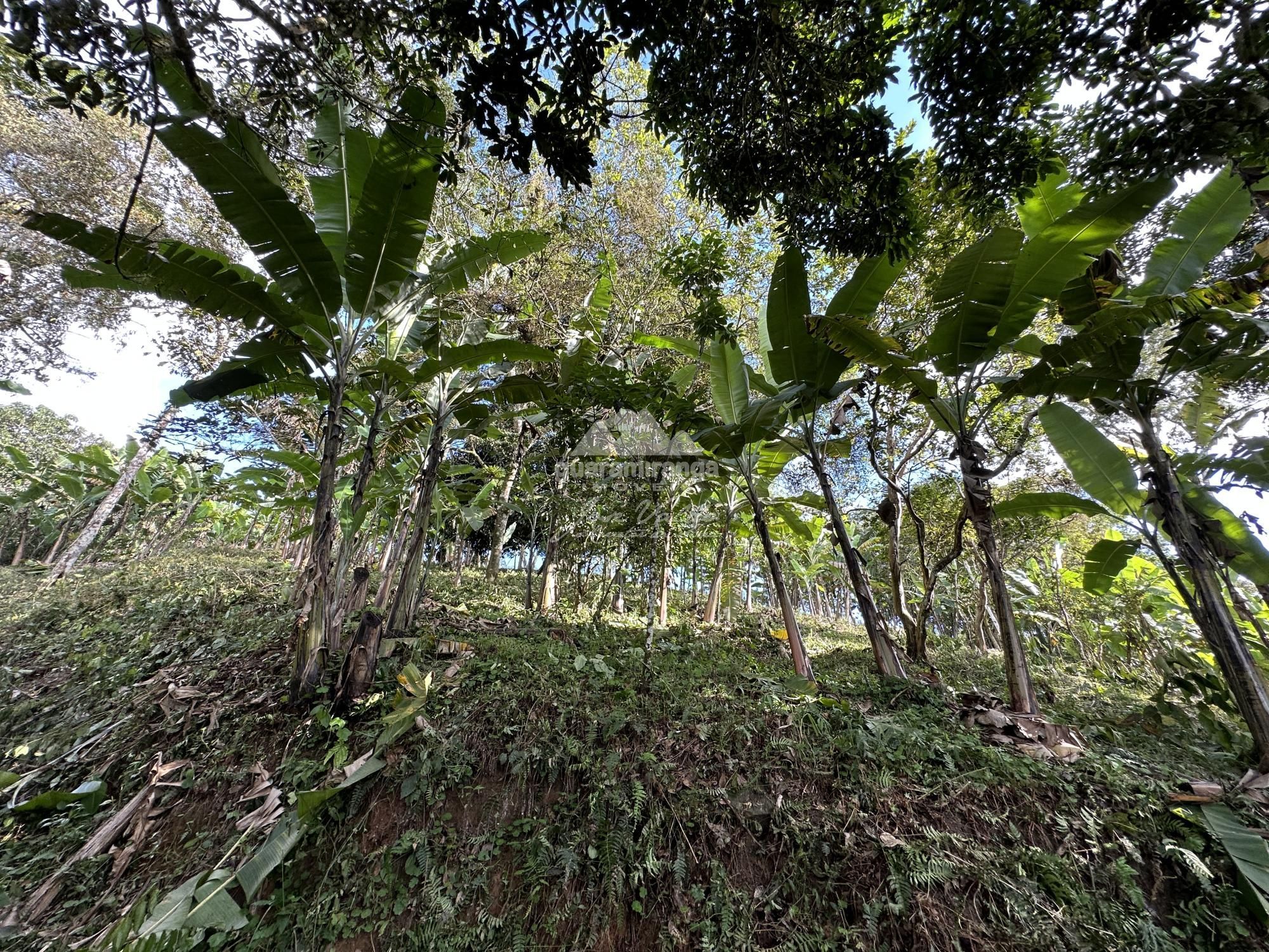 Sítio à venda com 1 quarto, 60m² - Foto 14