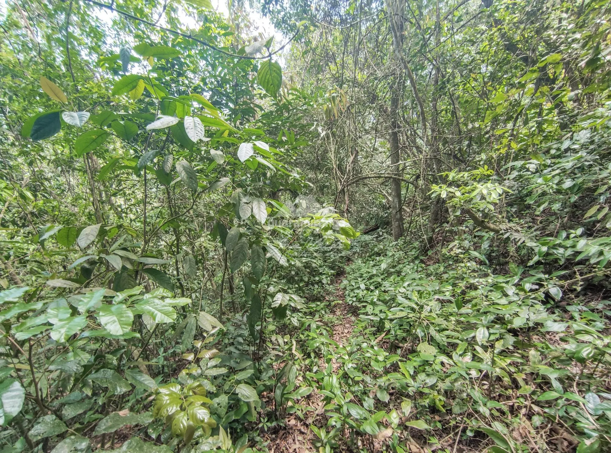 Terreno, 5 hectares - Foto 12