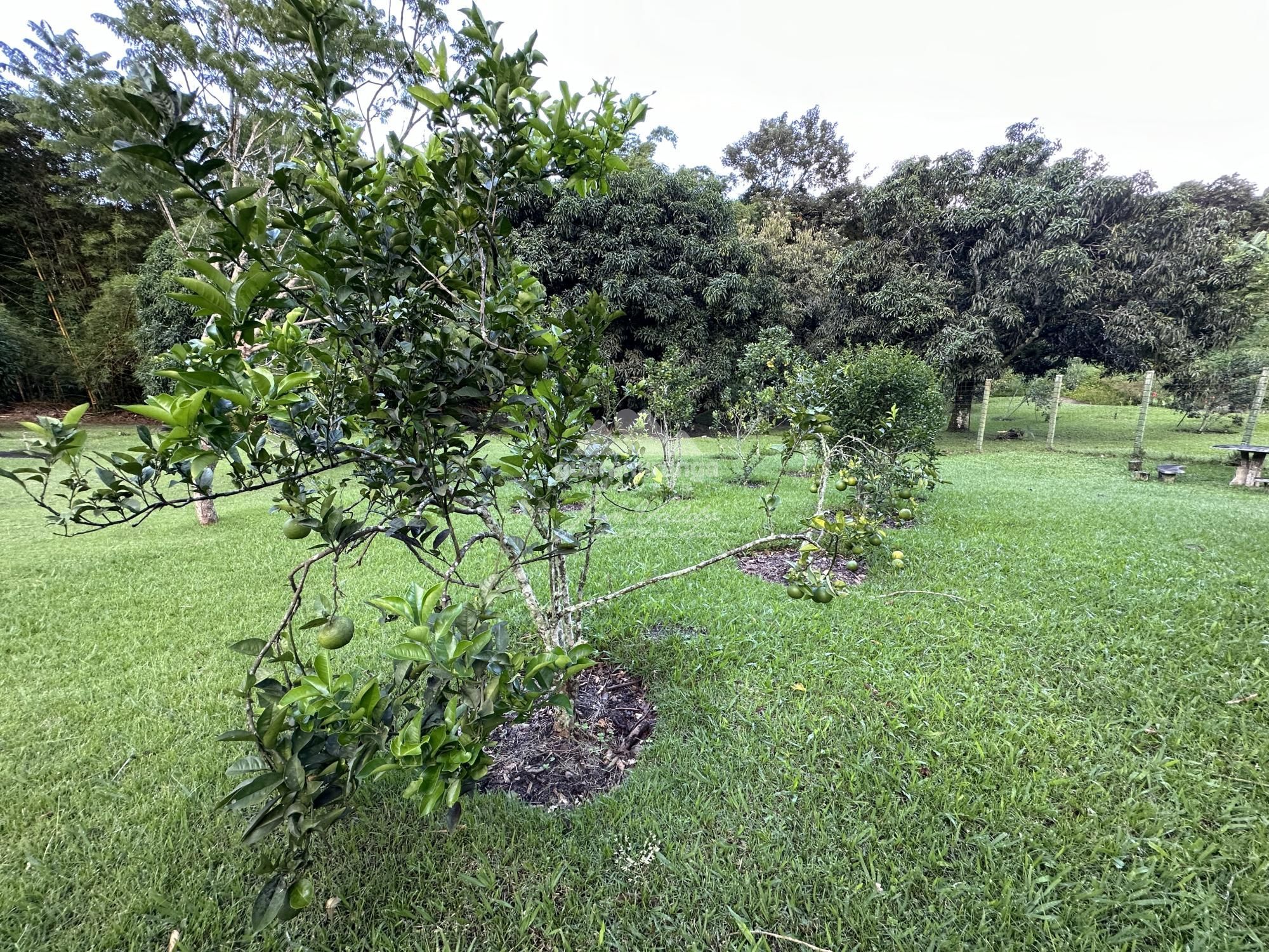 Sítio à venda com 6 quartos, 30000m² - Foto 98