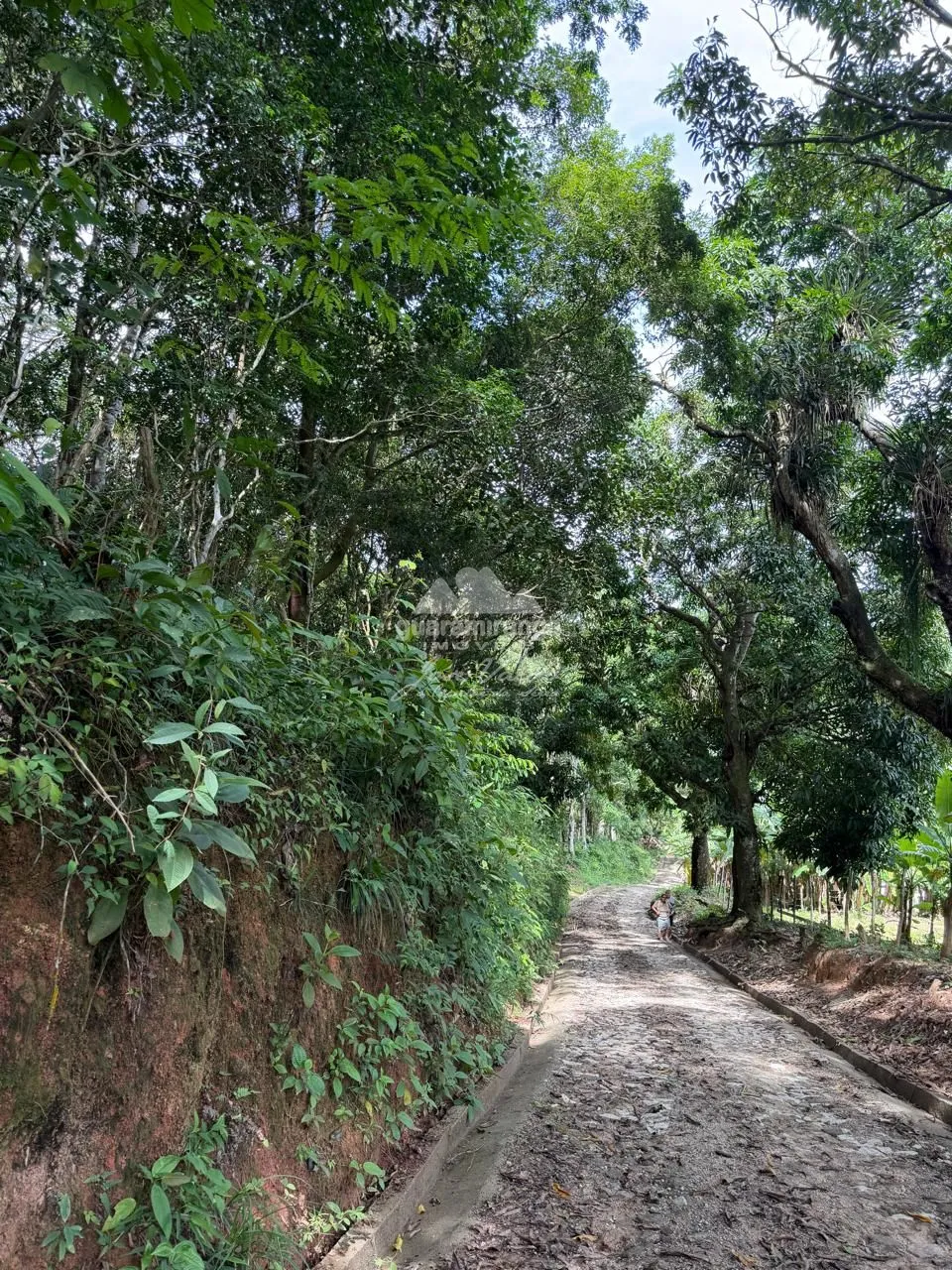 Terreno, 5 hectares - Foto 8