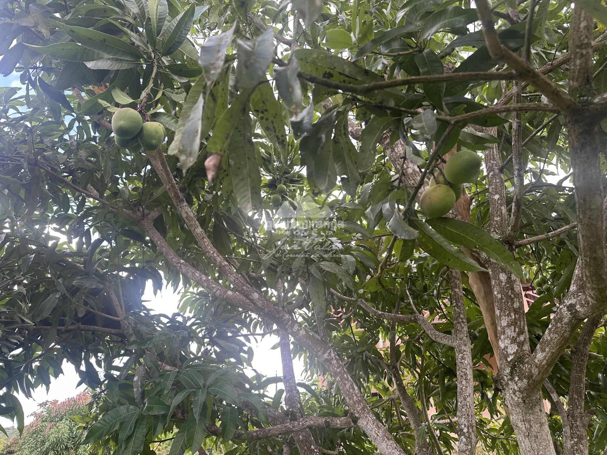 Chácara, 4 quartos, 2000 m² - Foto 12