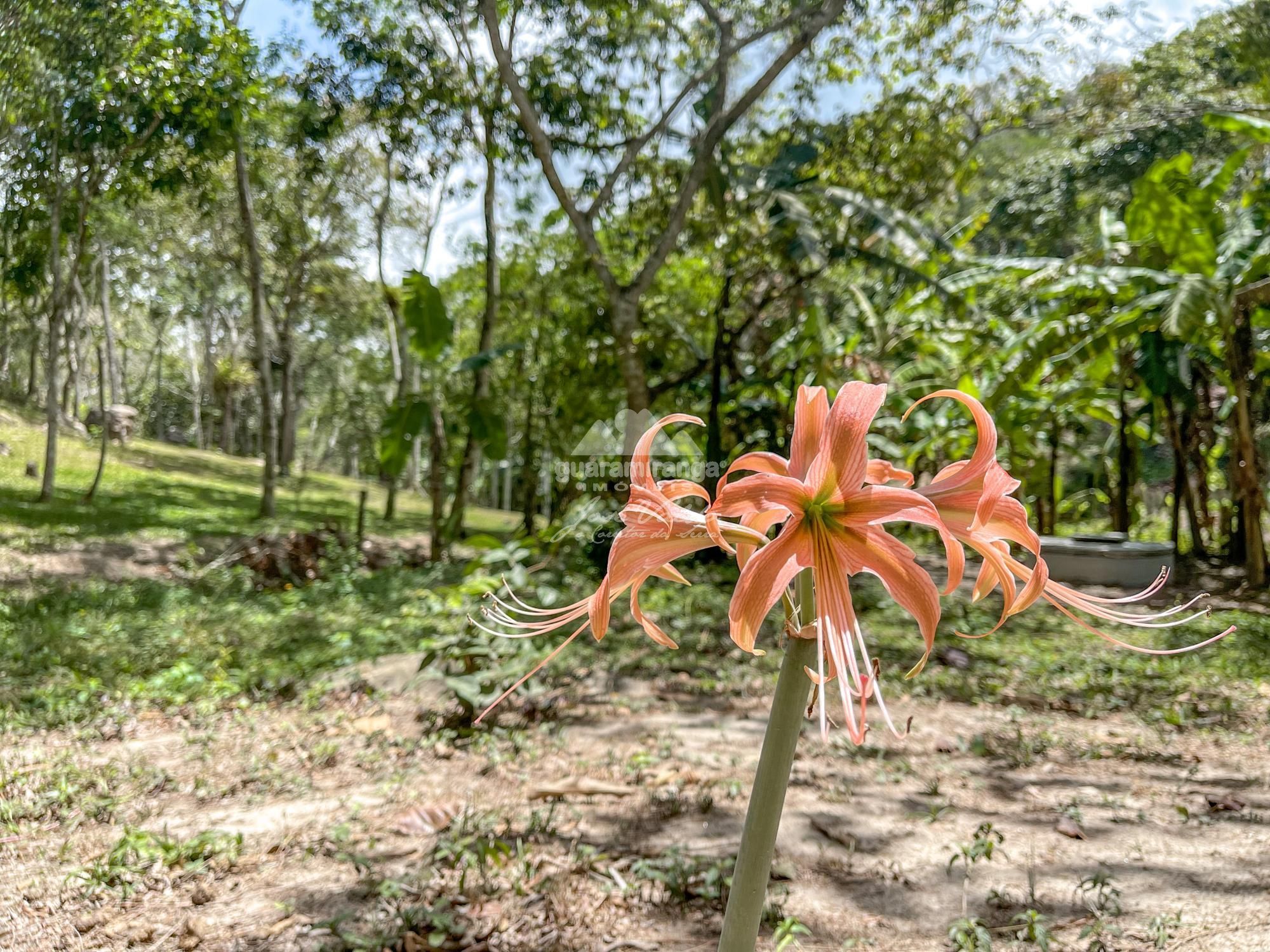 Sítio à venda com 1 quarto, 35000m² - Foto 24