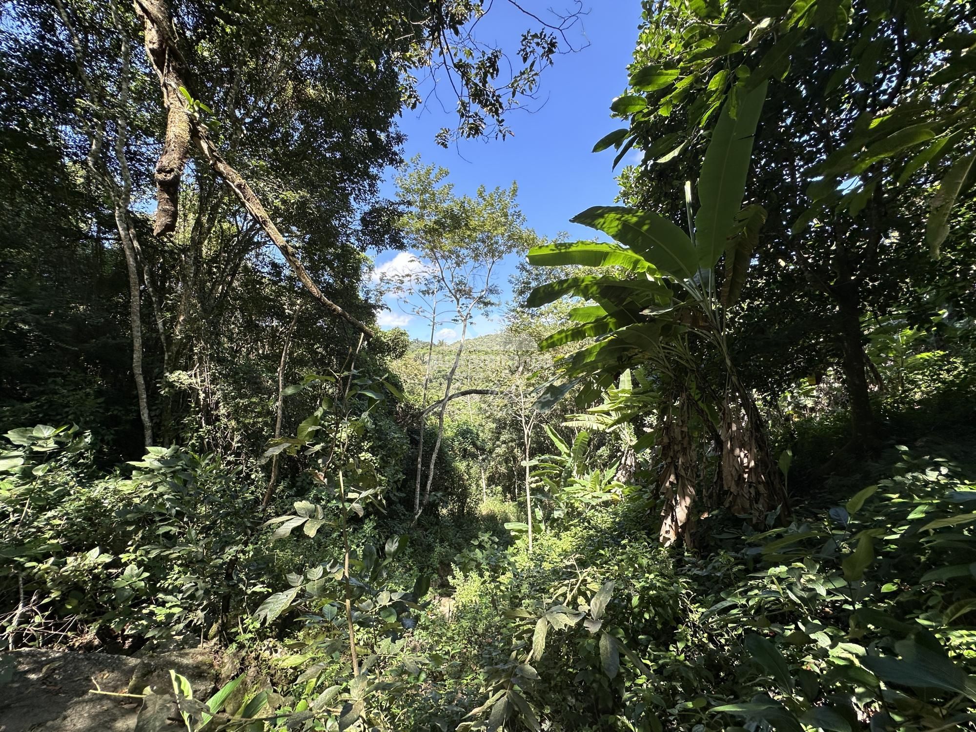 Sítio, 4 quartos, 22 hectares - Foto 49