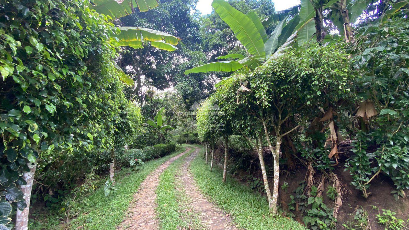 Sítio, 12 quartos, 60 hectares - Foto 28