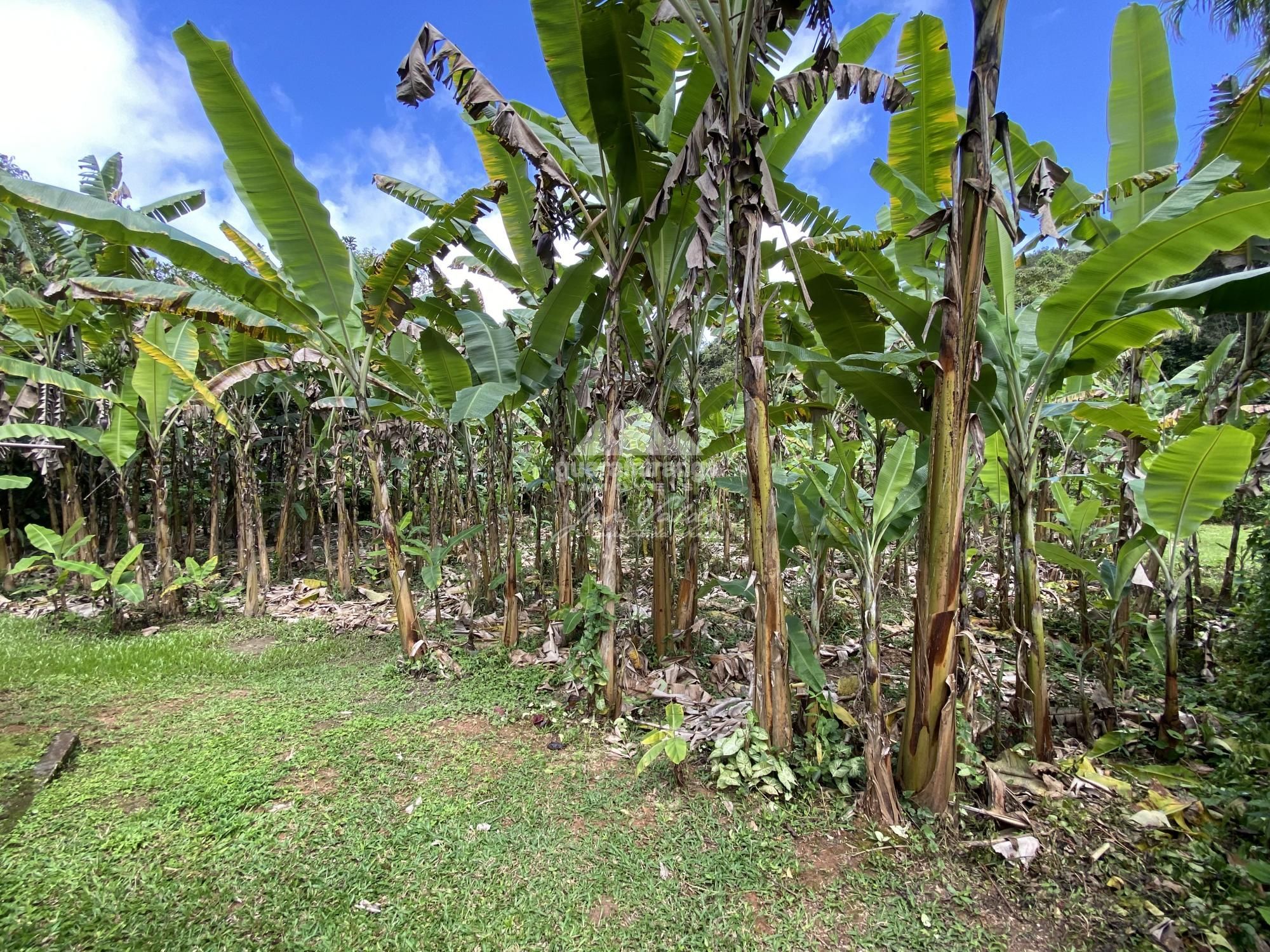 Sítio à venda com 5 quartos, 5624m² - Foto 50