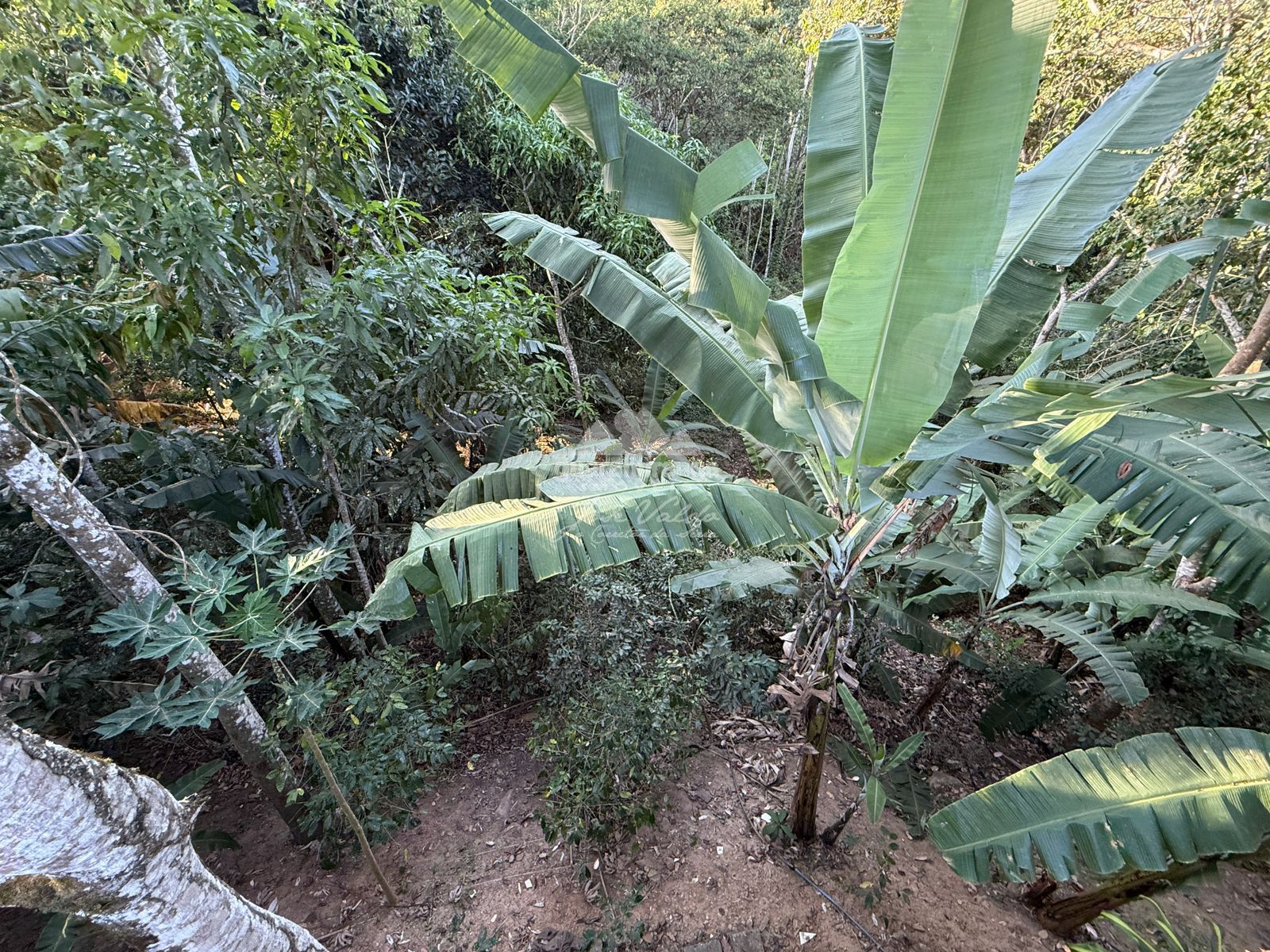 Chácara, 4 quartos, 2222 m² - Foto 12