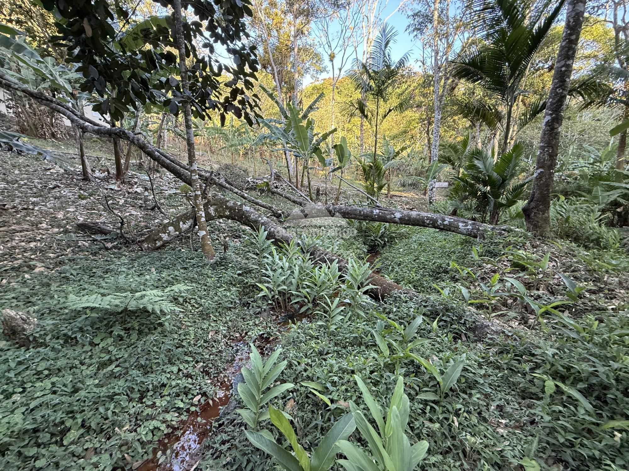 Chácara, 8 quartos, 2 hectares - Foto 48
