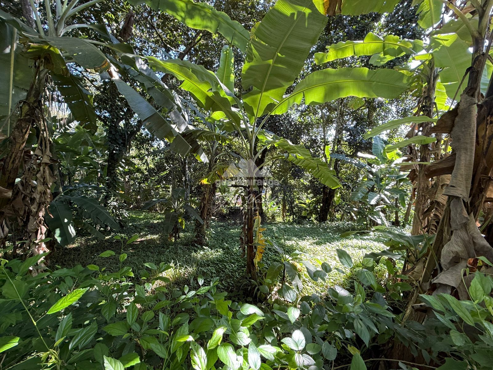 Chácara, 4 quartos, 6332 m² - Foto 57