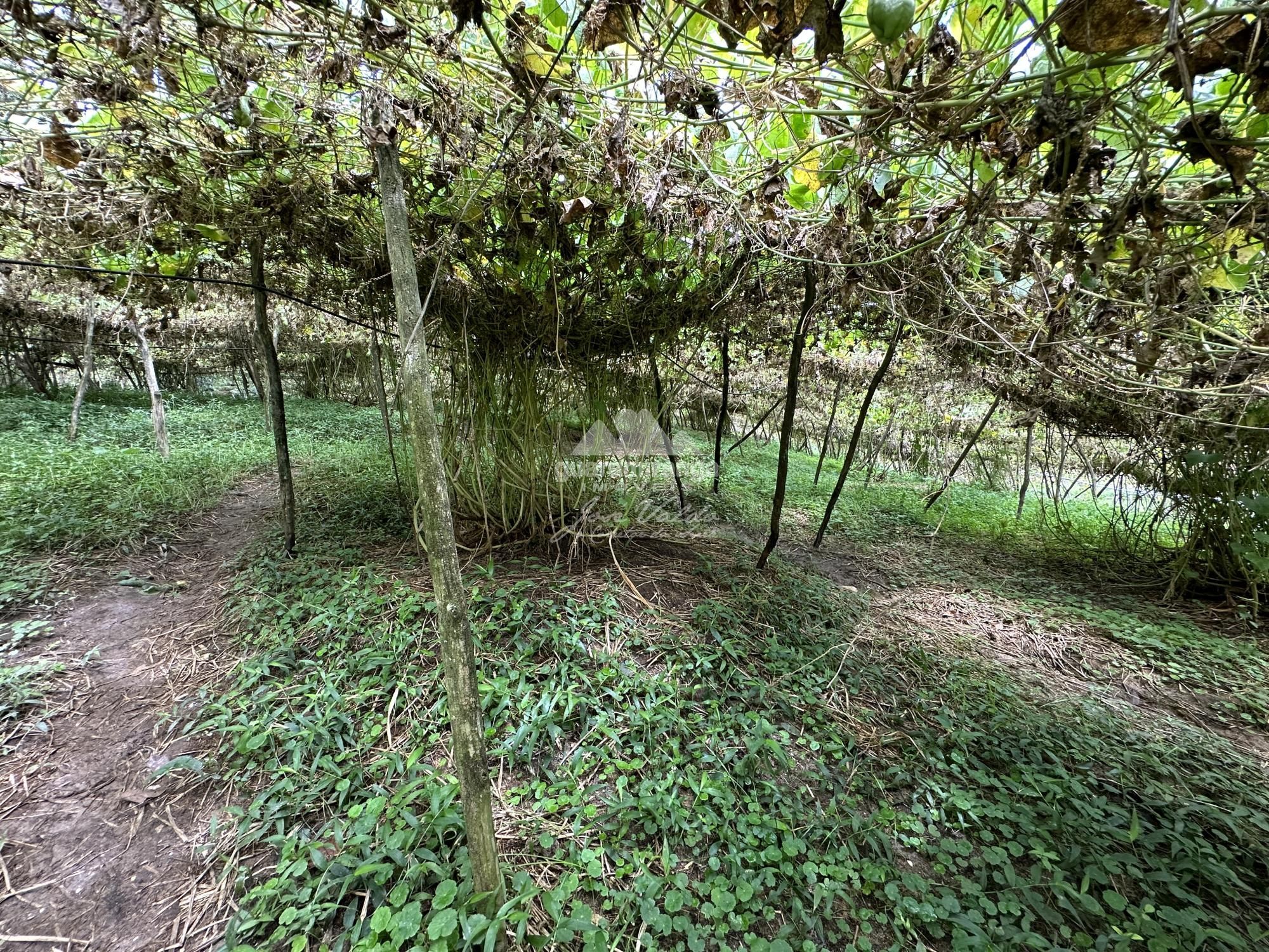 Sítio, 7 quartos, 31 hectares - Foto 14