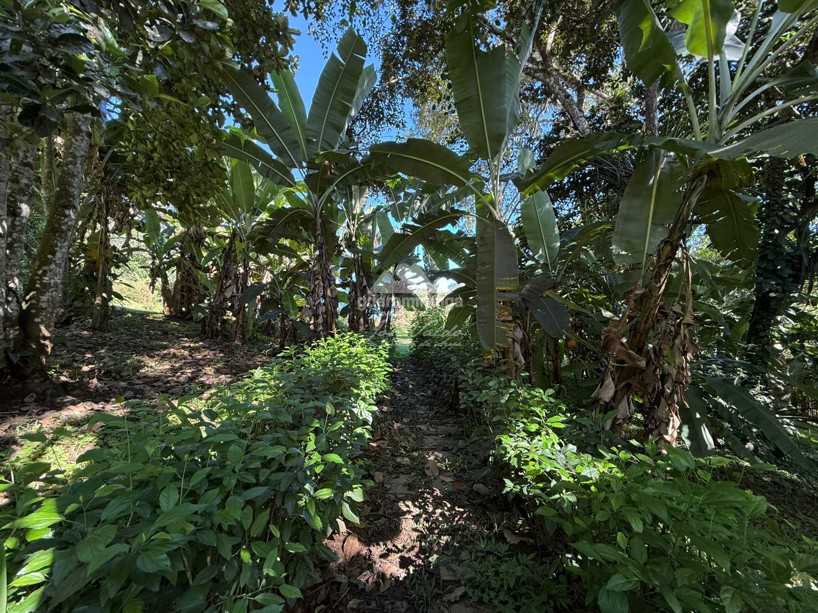 Chácara, 4 quartos, 6332 m² - Foto 59