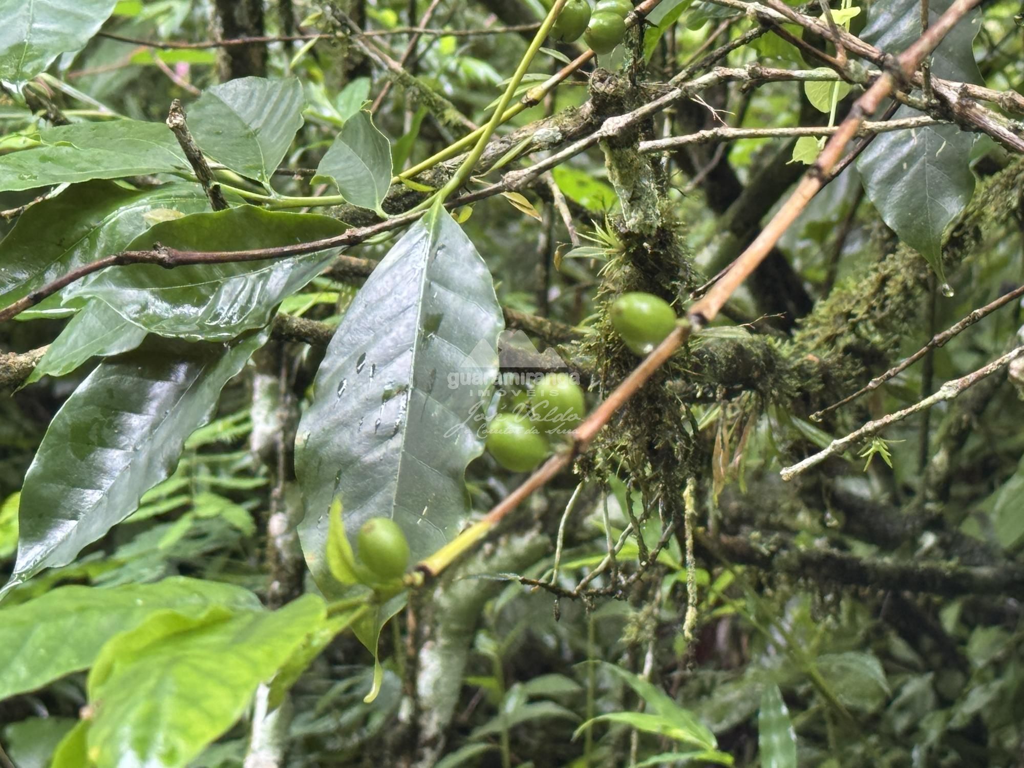 Terreno, 7675 m² - Foto 11