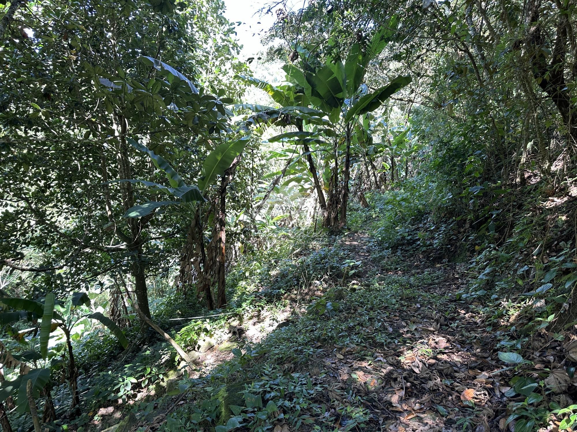 Sítio, 4 quartos, 22 hectares - Foto 45