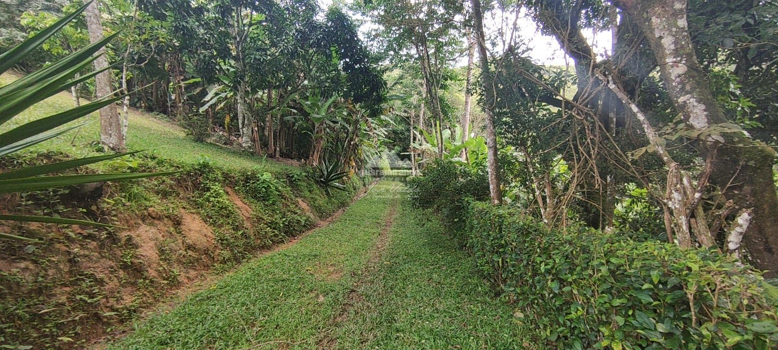 Sítio, 12 quartos, 60 hectares - Foto 16