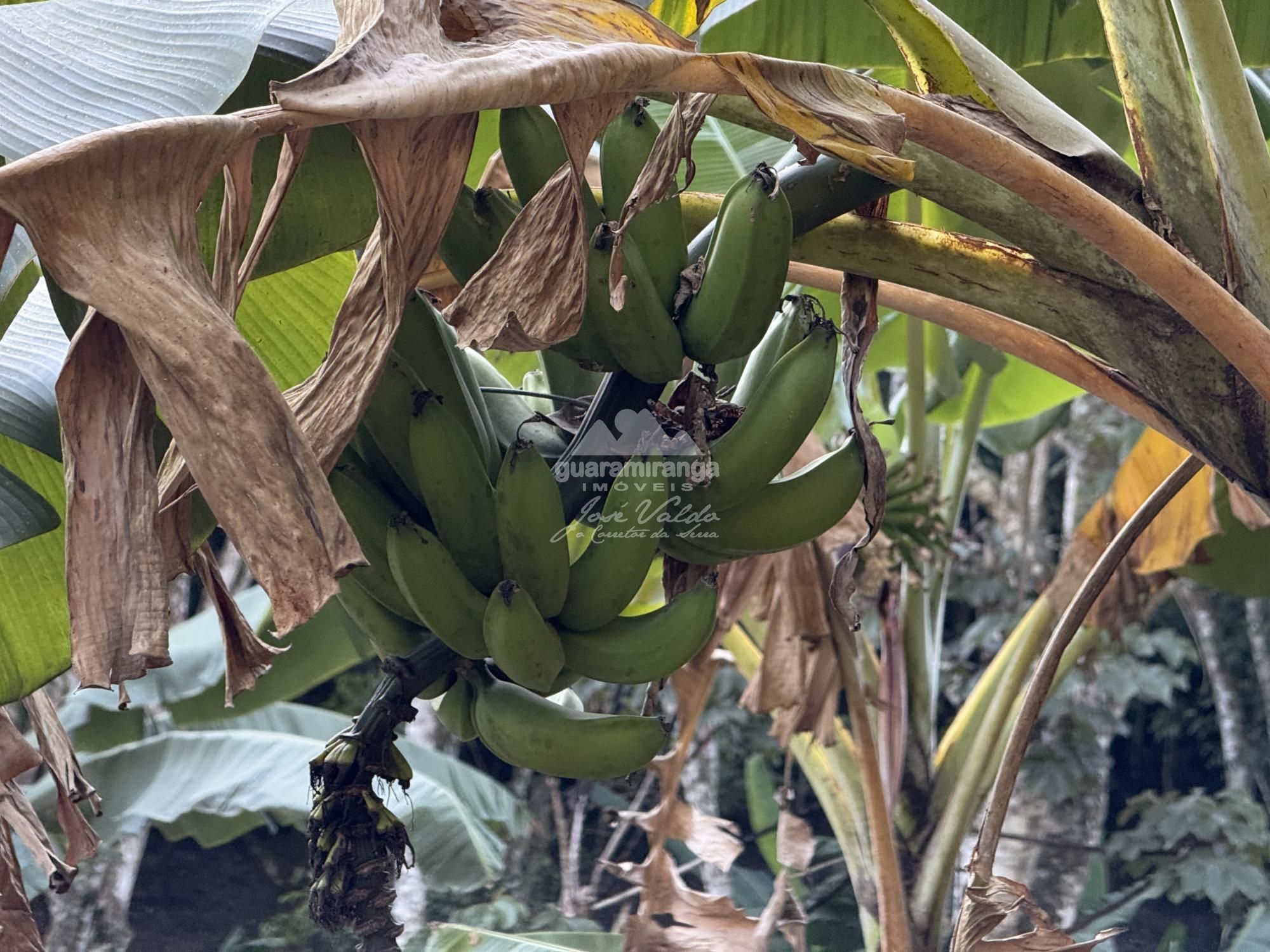 Chácara, 8 quartos, 2 hectares - Foto 33