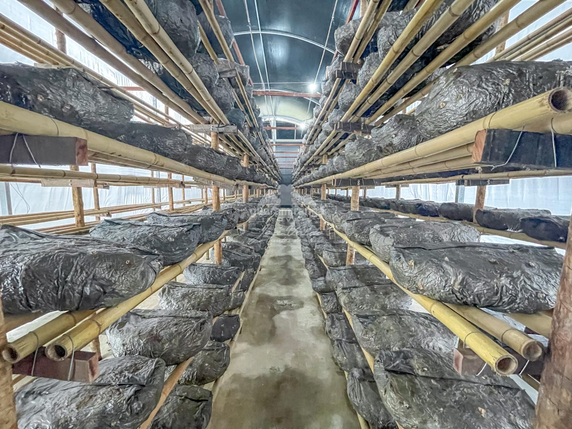 Sítio à venda com 1 quarto, 35000m² - Foto 43