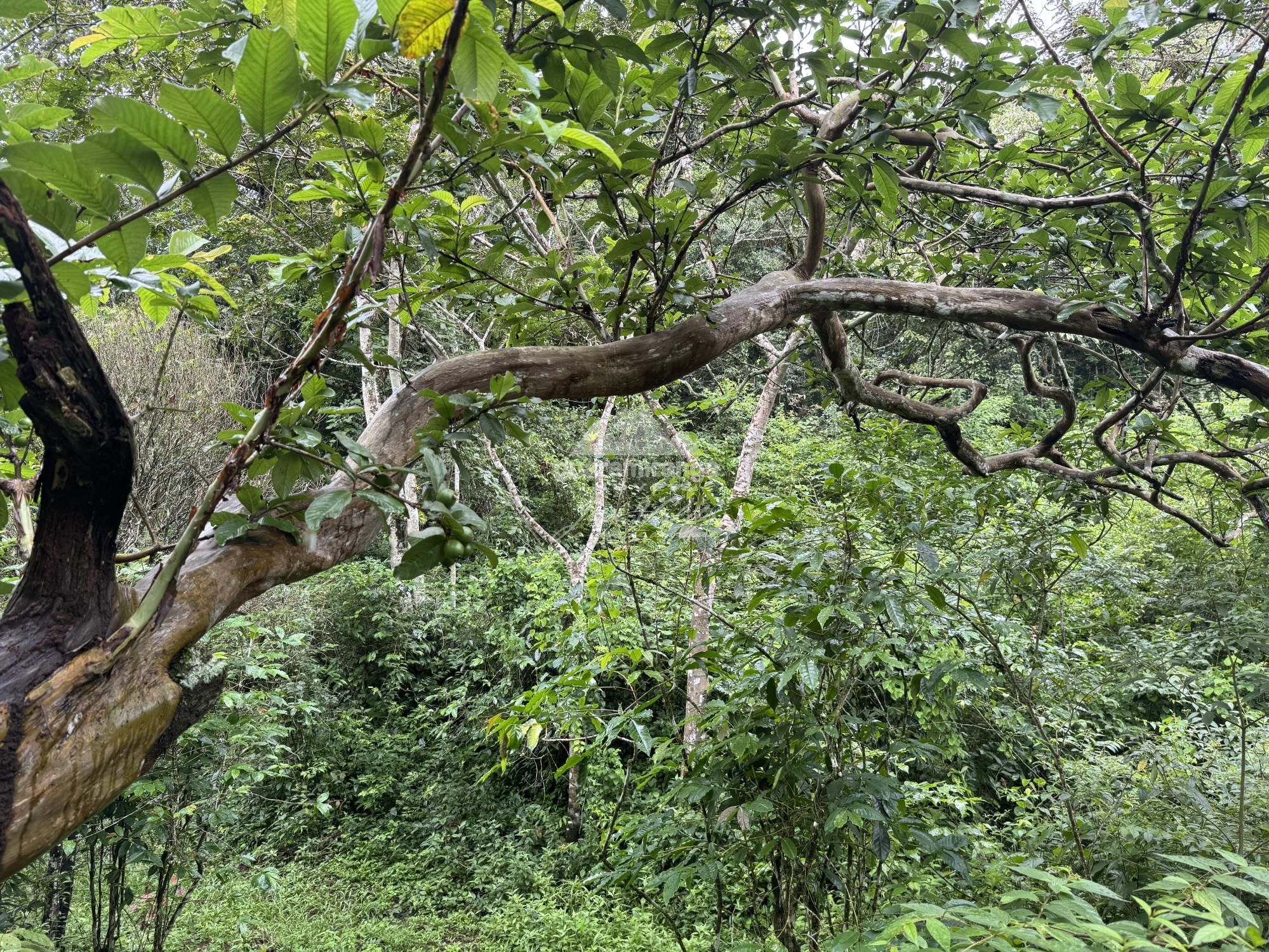 Terreno, 7675 m² - Foto 14