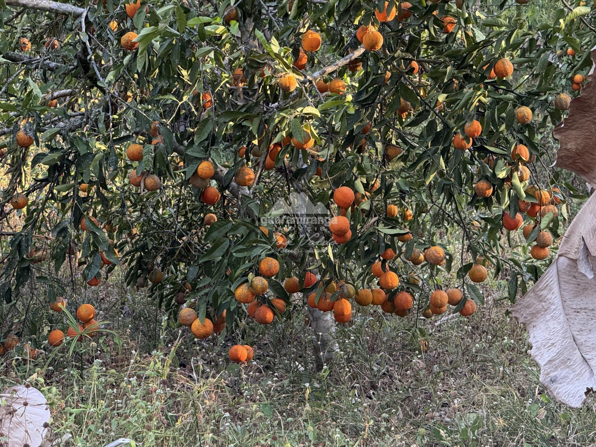 Chácara, 8 quartos, 2 hectares - Foto 34
