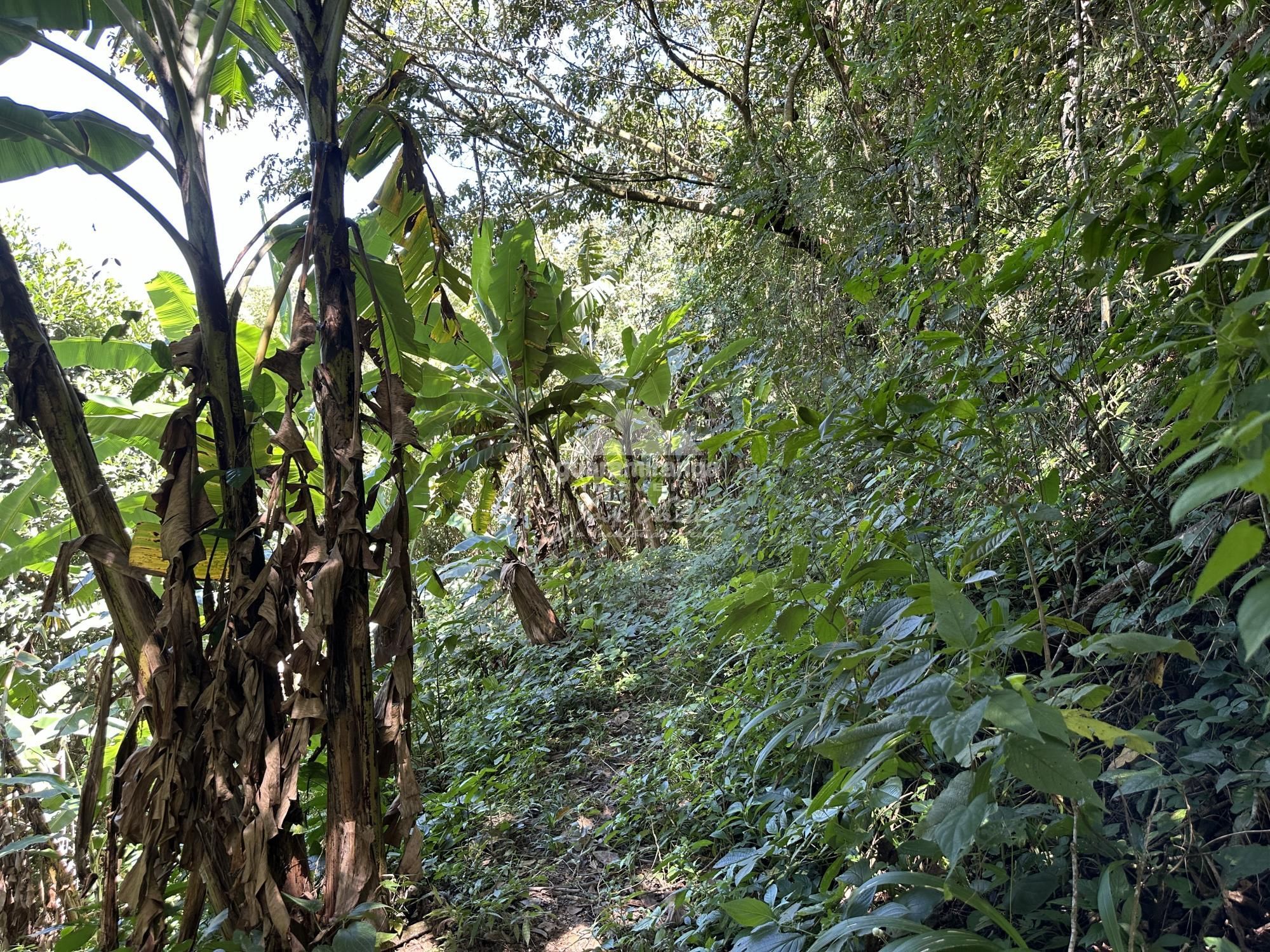 Sítio, 4 quartos, 22 hectares - Foto 47