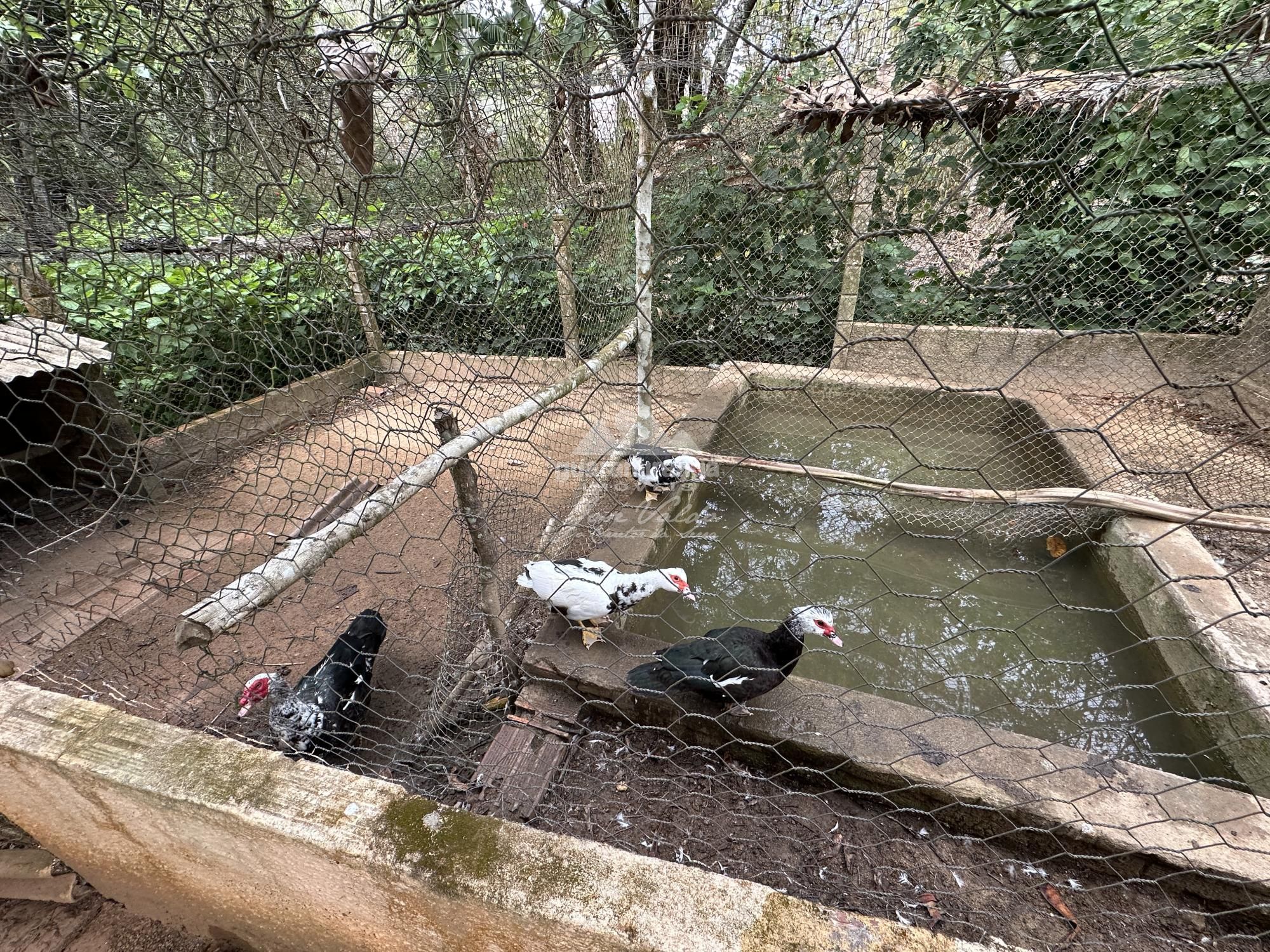 Chácara, 4 quartos, 10000 m² - Foto 11