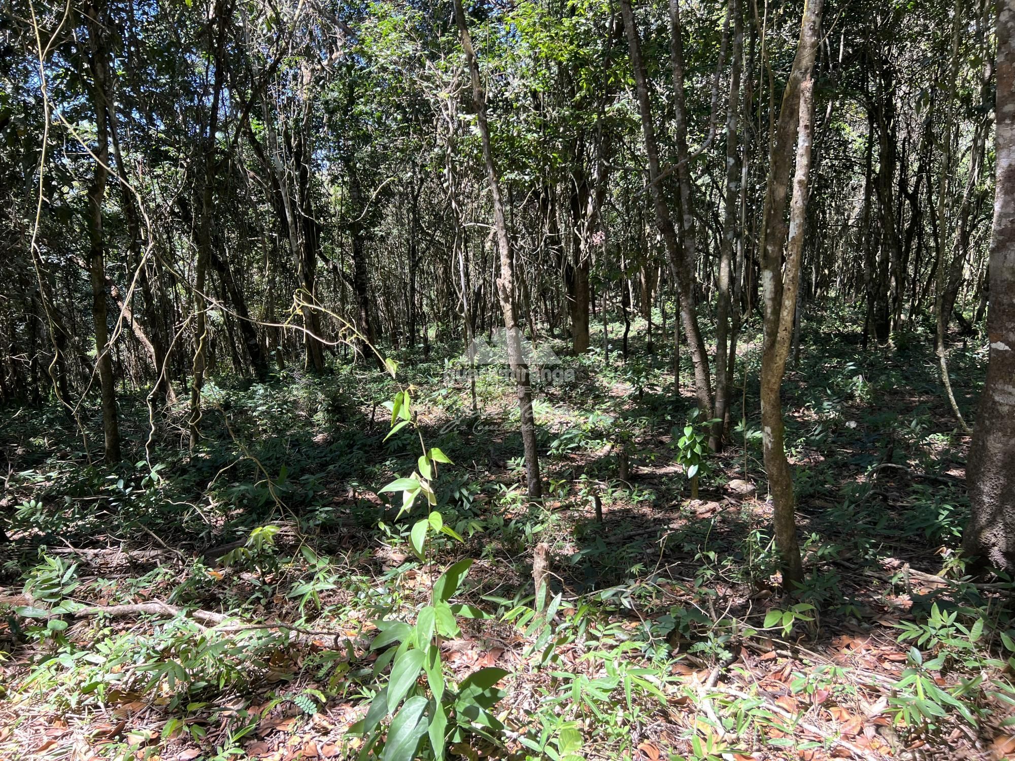 Terreno à venda, 1200m² - Foto 5