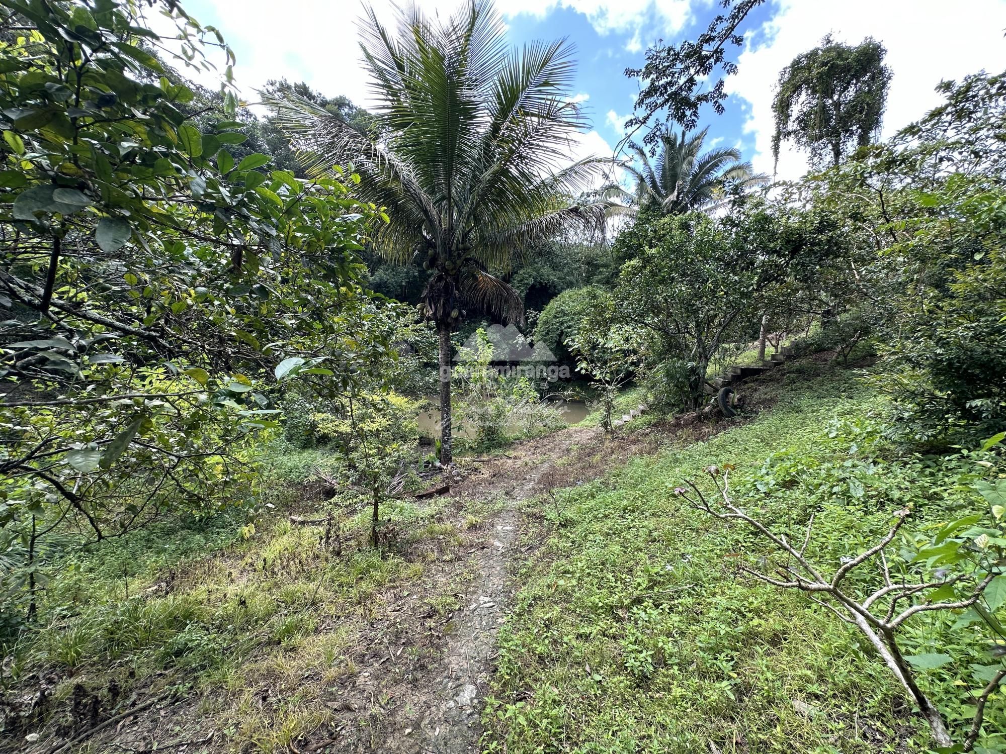 Sítio, 4 quartos, 22 hectares - Foto 34