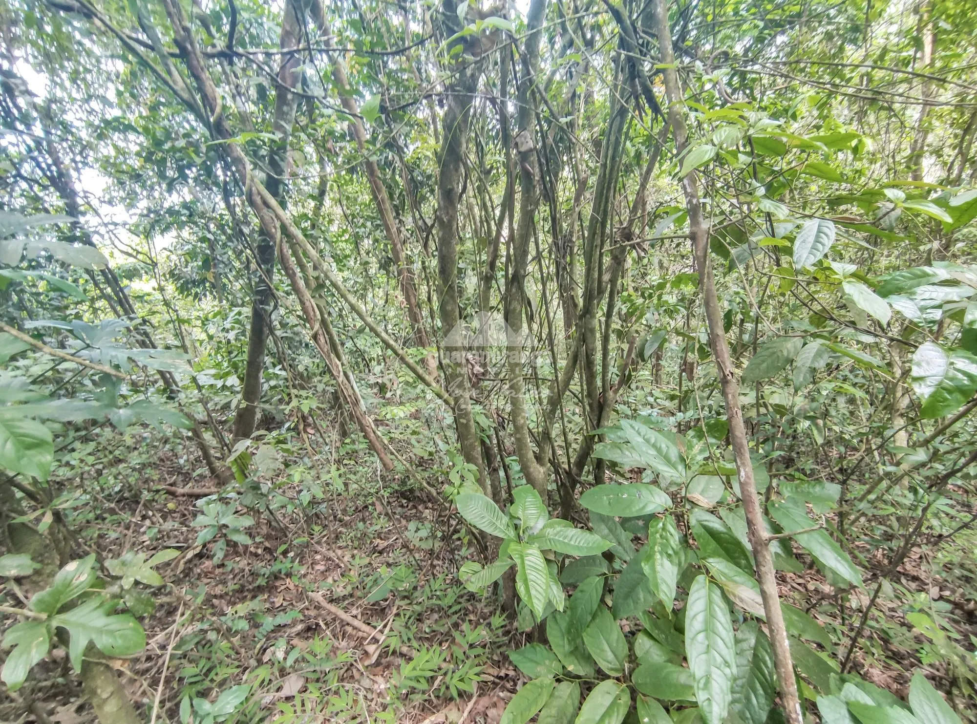 Terreno, 5 hectares - Foto 11