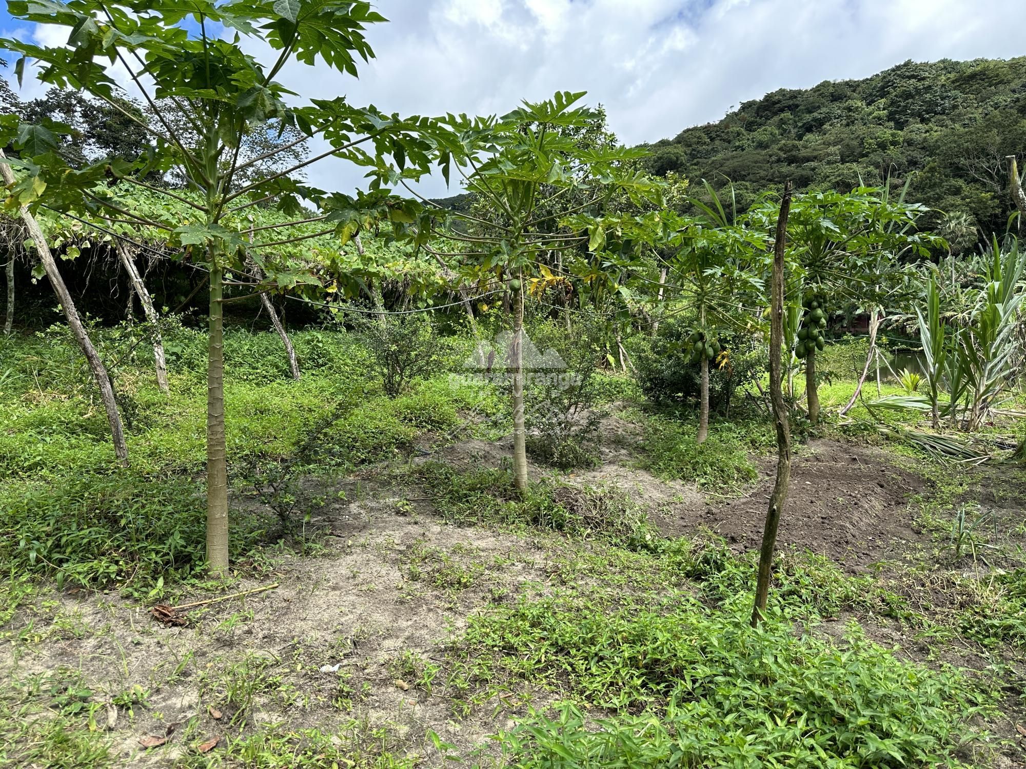 Sítio, 7 quartos, 31 hectares - Foto 13