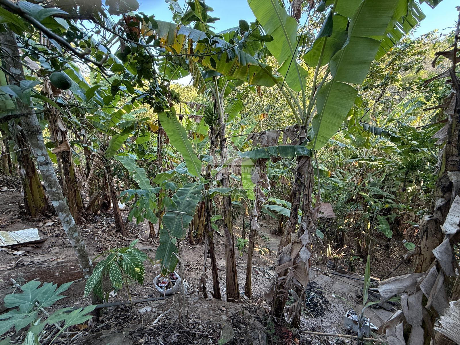 Chácara, 4 quartos, 2222 m² - Foto 11