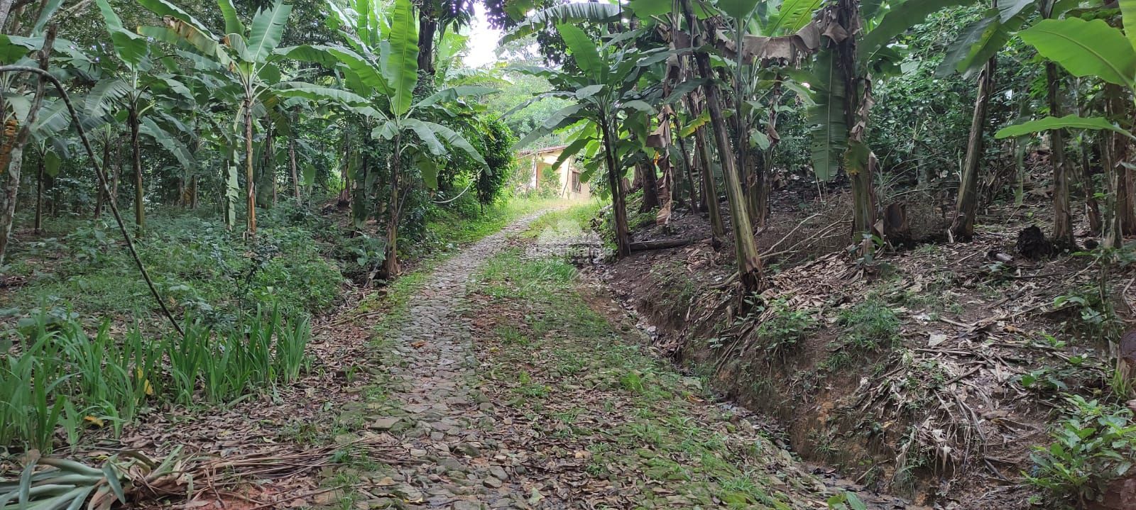 Sítio, 12 quartos, 60 hectares - Foto 11