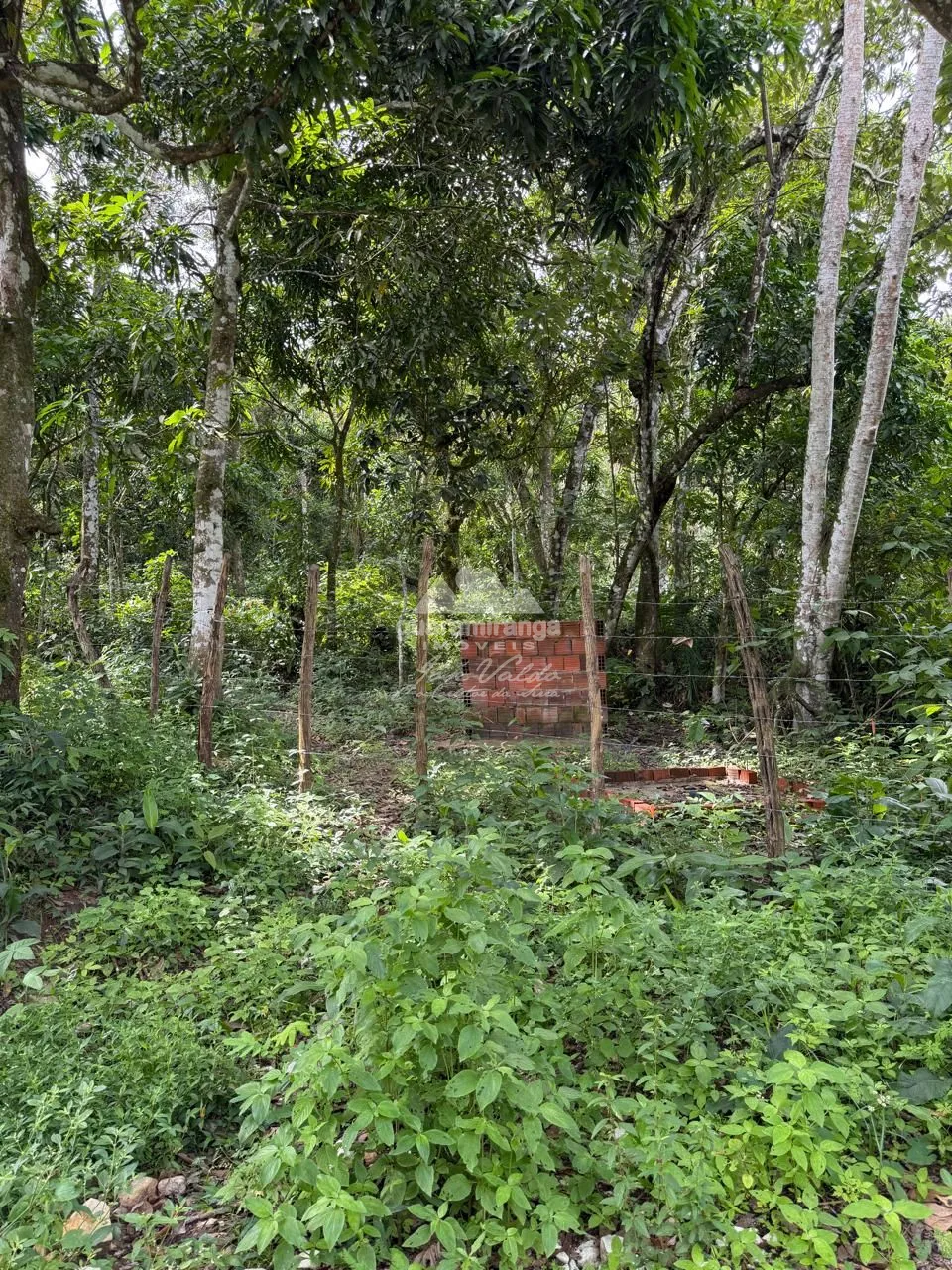 Terreno, 5 hectares - Foto 13