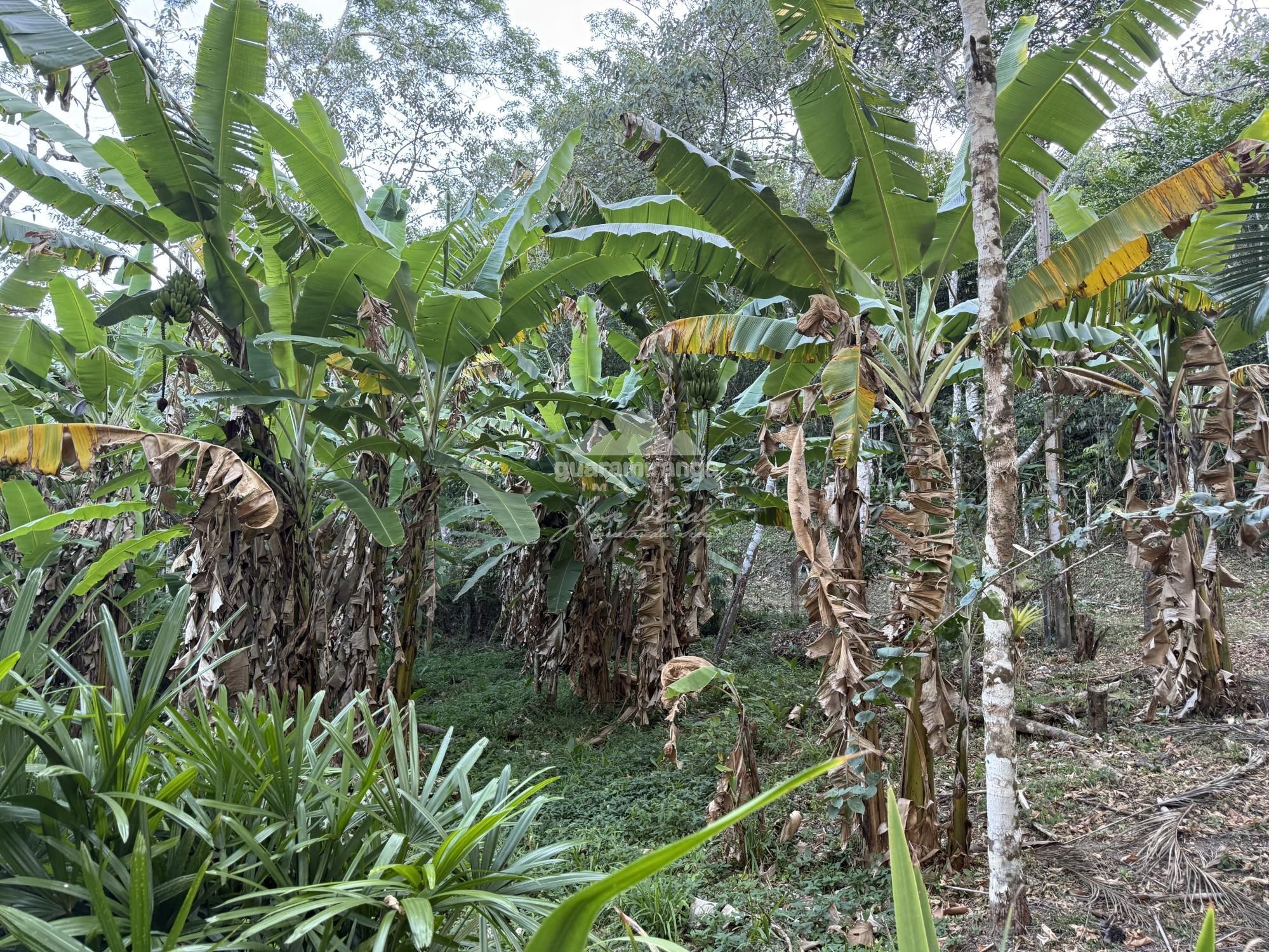 Chácara, 8 quartos, 2 hectares - Foto 45