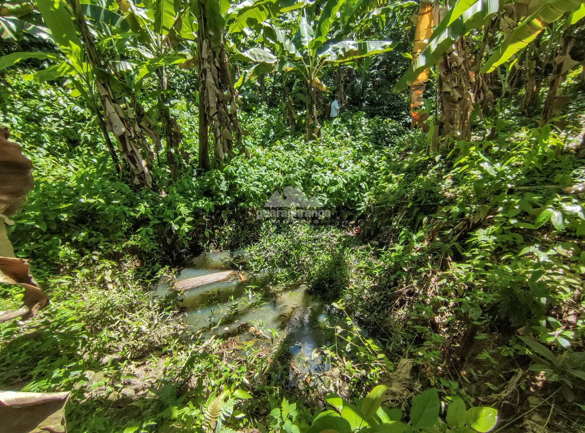 Terreno, 5 hectares - Foto 6