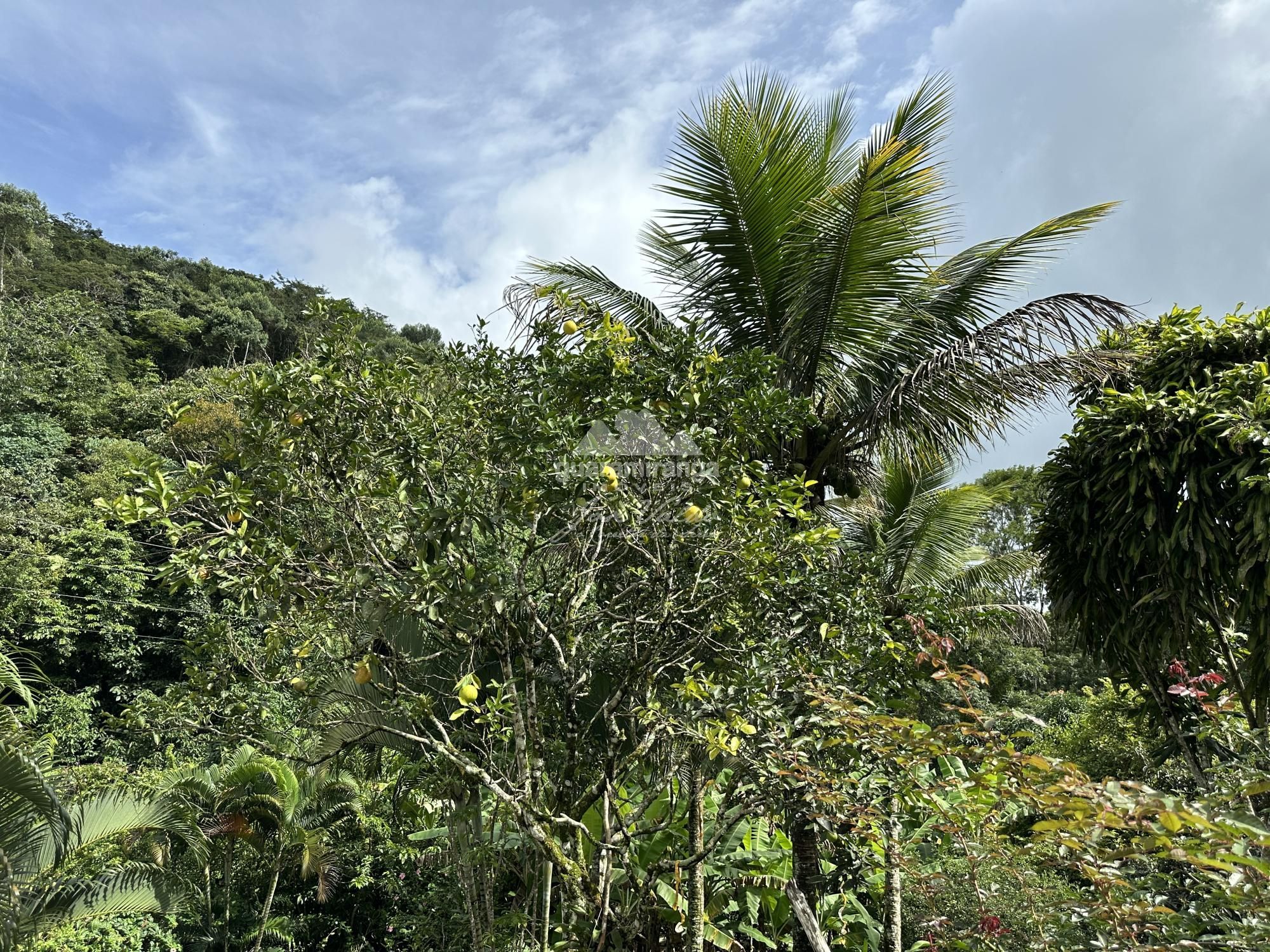 Sítio à venda com 2 quartos, 20000m² - Foto 33
