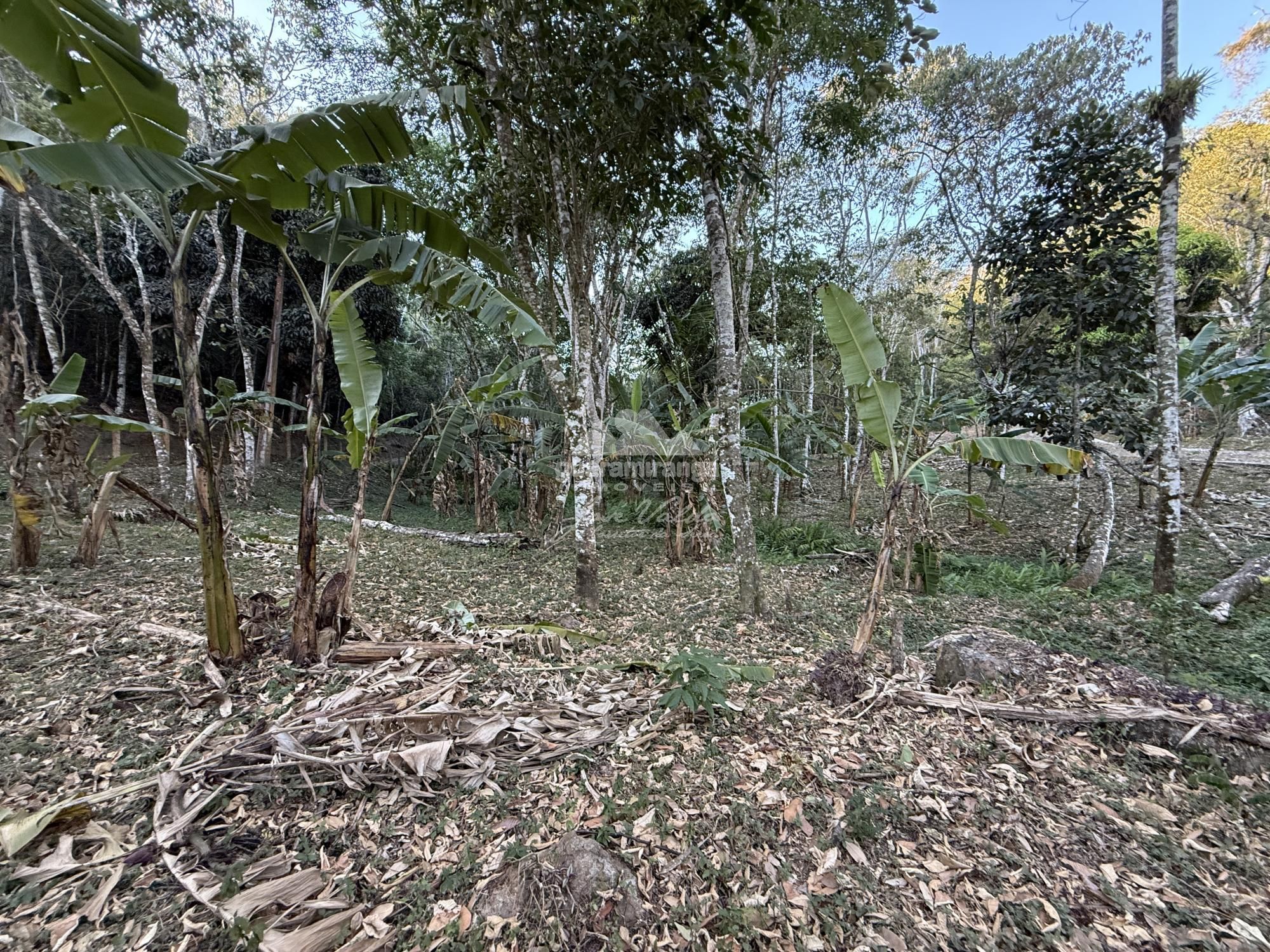 Chácara, 8 quartos, 2 hectares - Foto 47