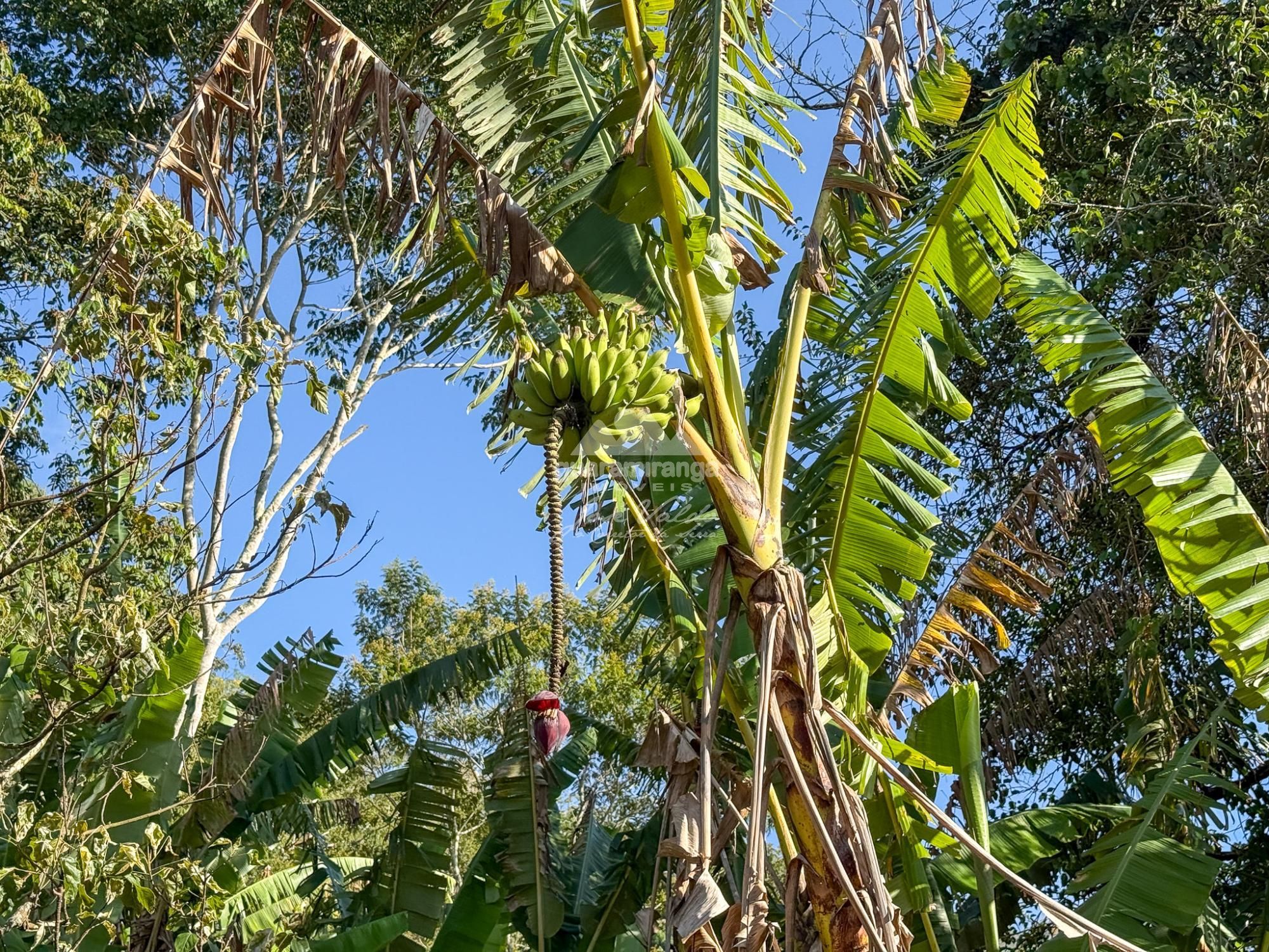 Chácara, 3 quartos, 5 hectares - Foto 14