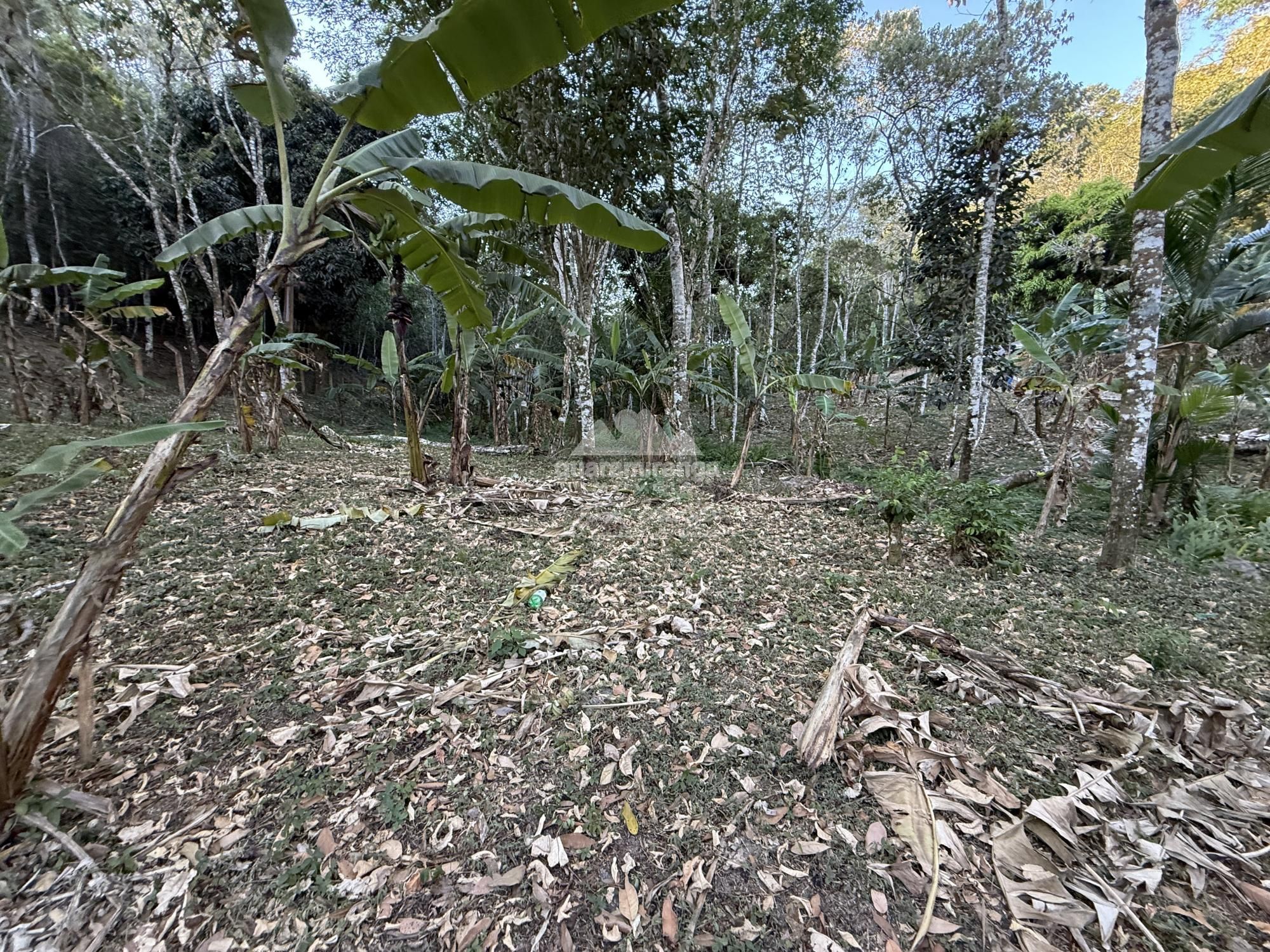 Chácara, 8 quartos, 2 hectares - Foto 46