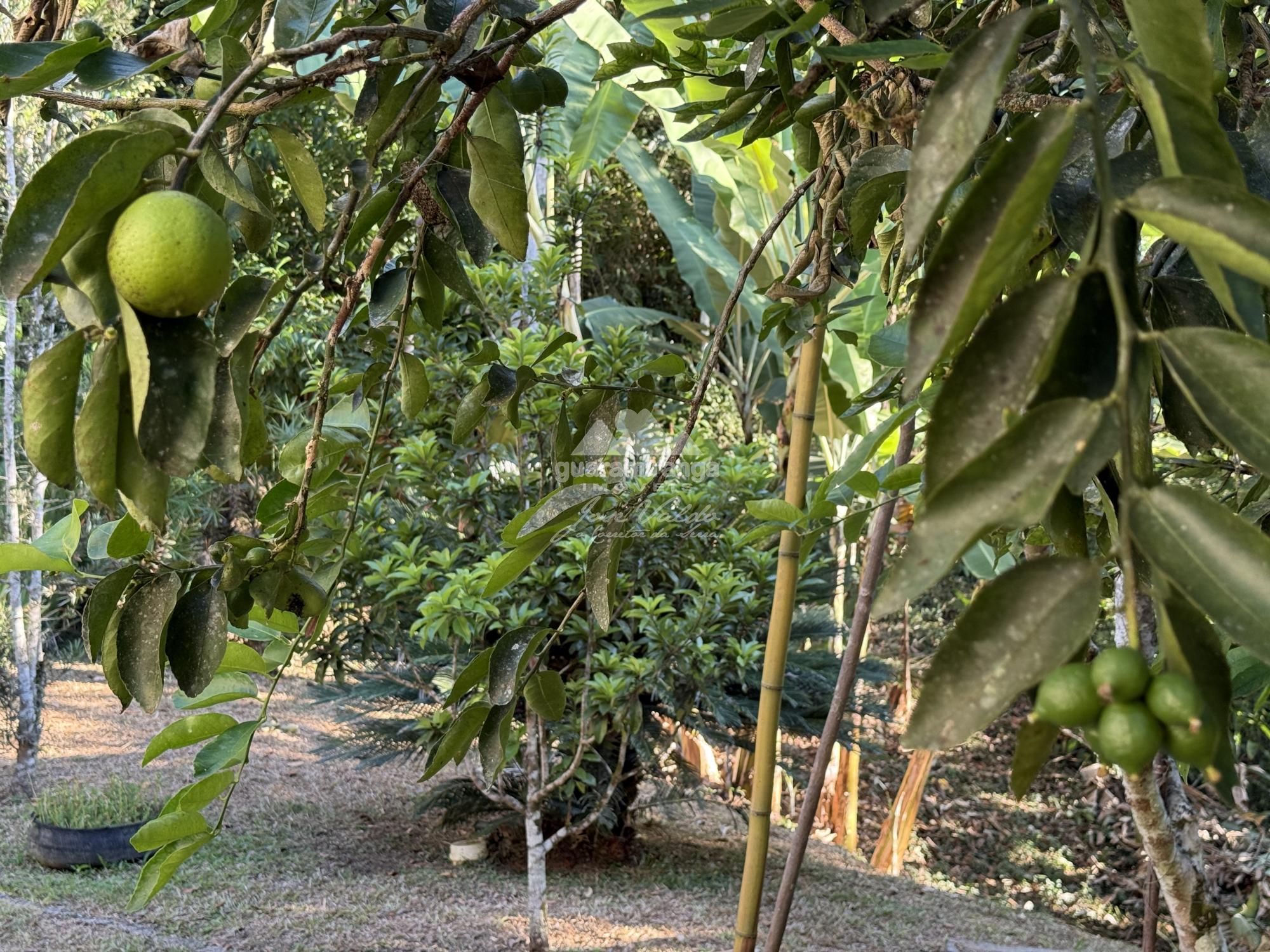 Chácara, 8 quartos, 2 hectares - Foto 28