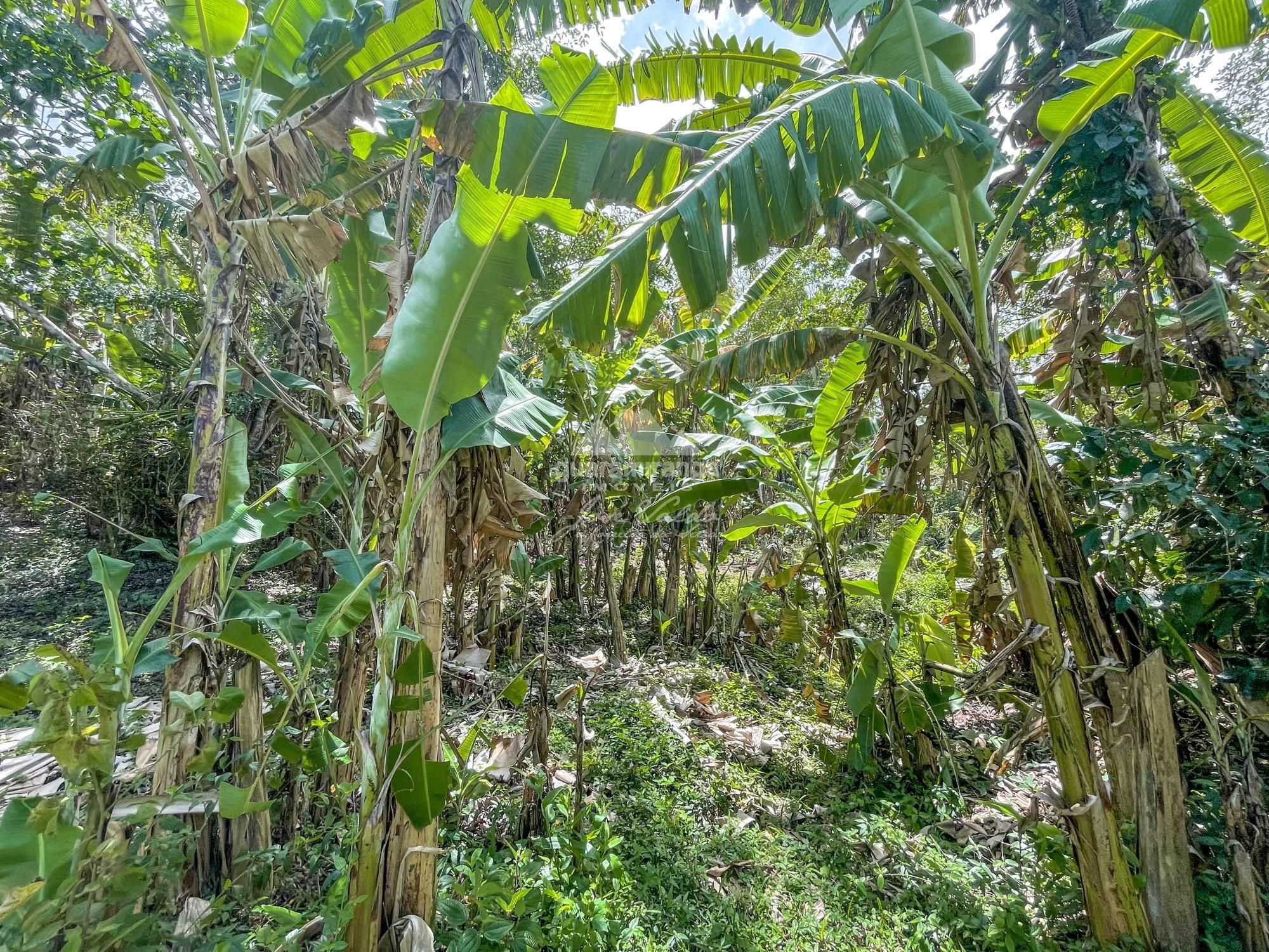 Sítio à venda com 1 quarto, 35000m² - Foto 31