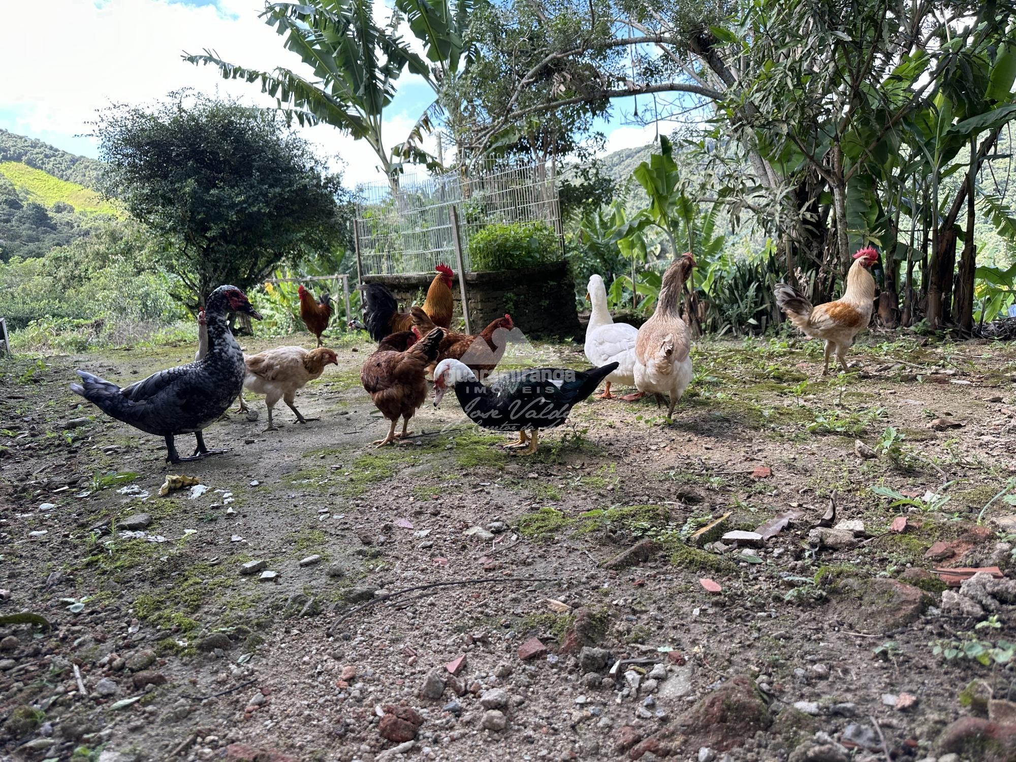 Sítio, 4 quartos, 22 hectares - Foto 37